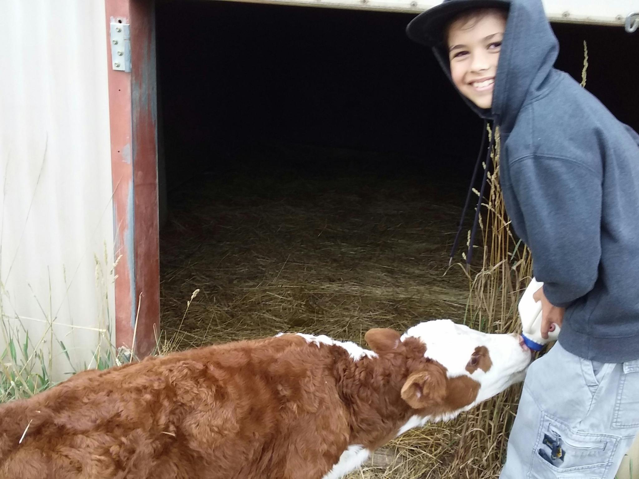 Panda the cow being feed