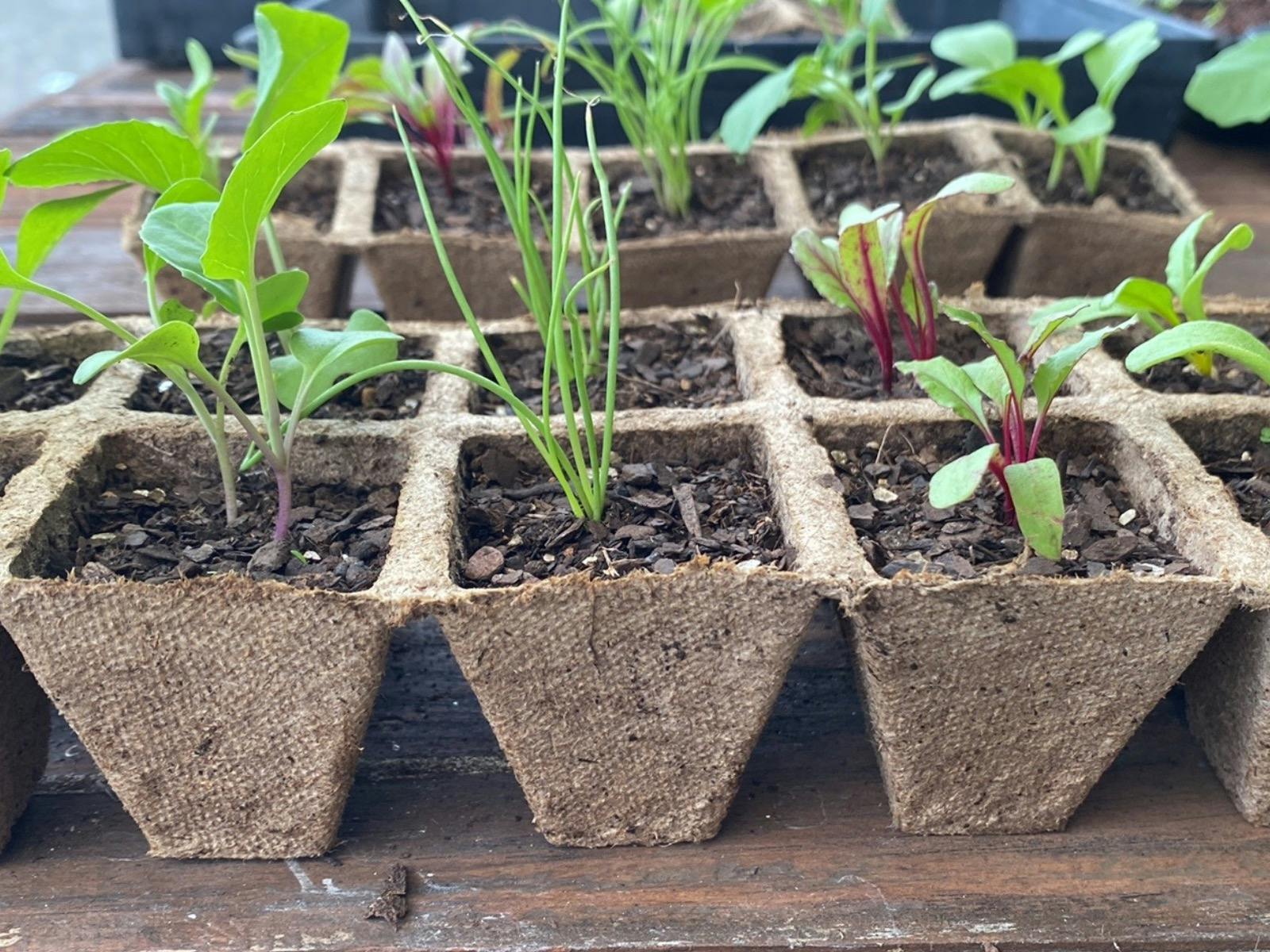 Farmgate Markets at Green Thumb Farm, Samford Valley