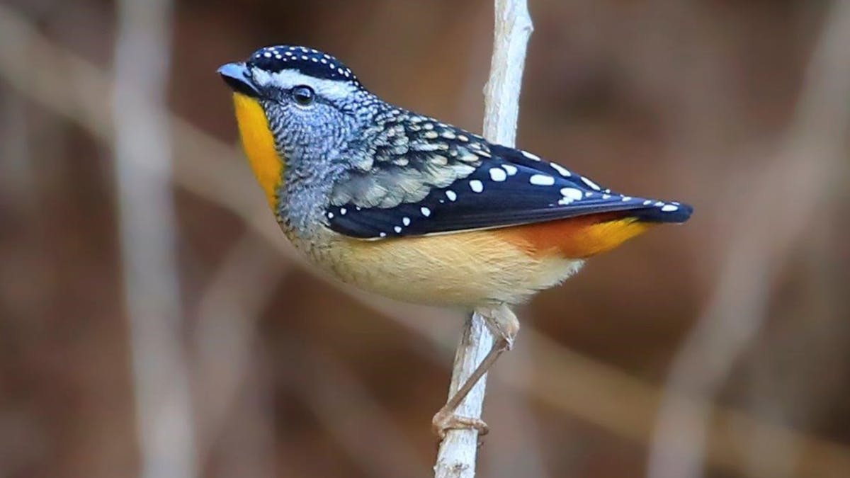 Spotted pardalote at Kiambram Country Cottages an ideal place and base for birding