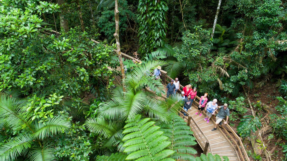 Guided Boardwalk in the Daintree