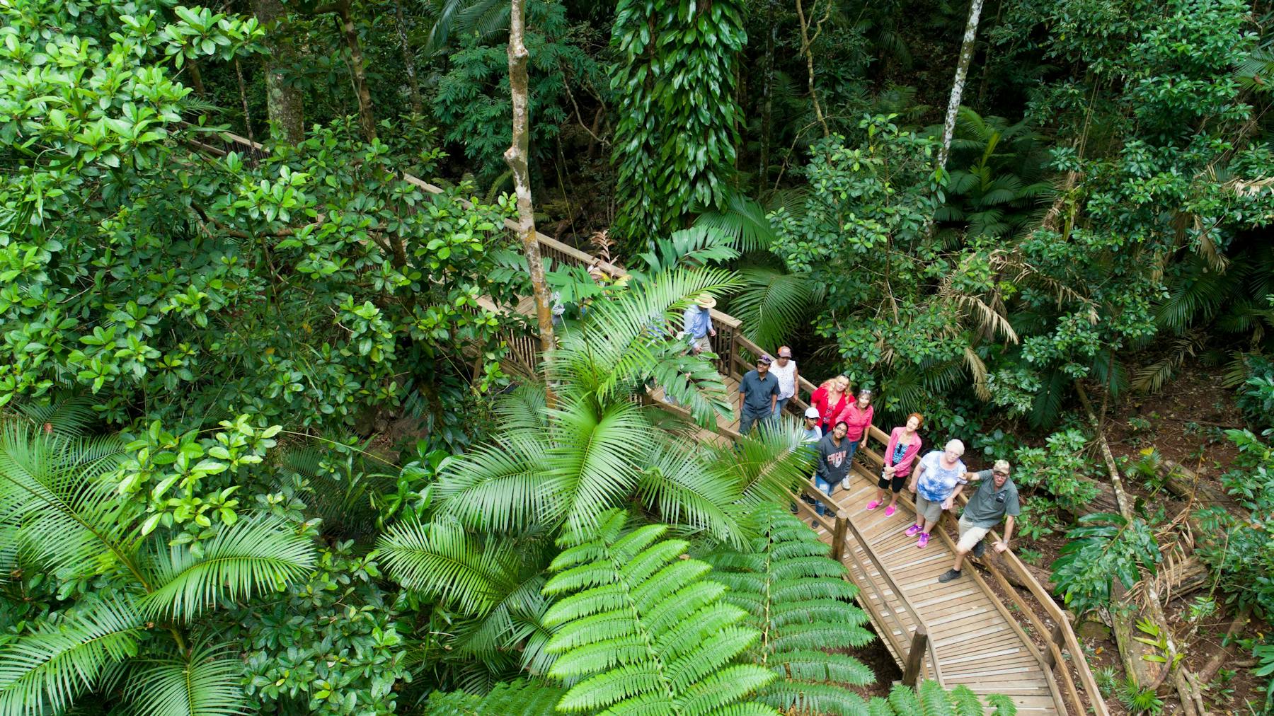 Guided Boardwalk in the Daintree