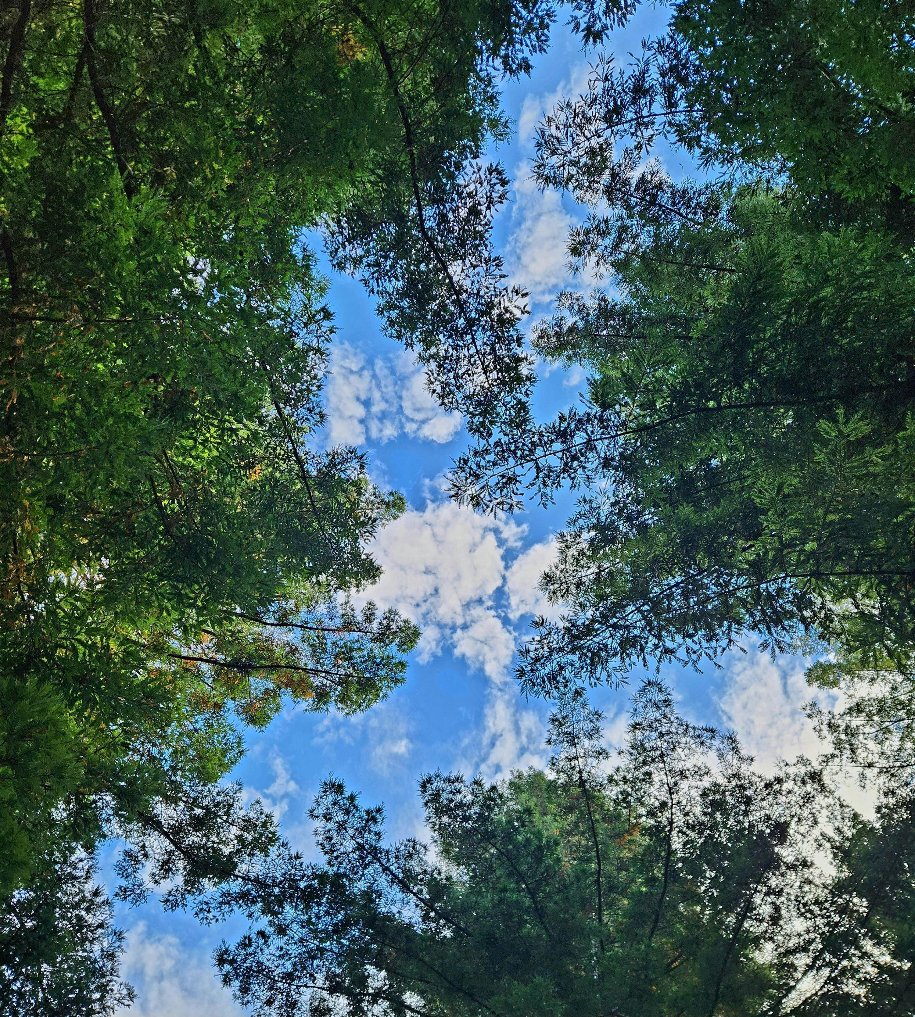 Cloud Gazing