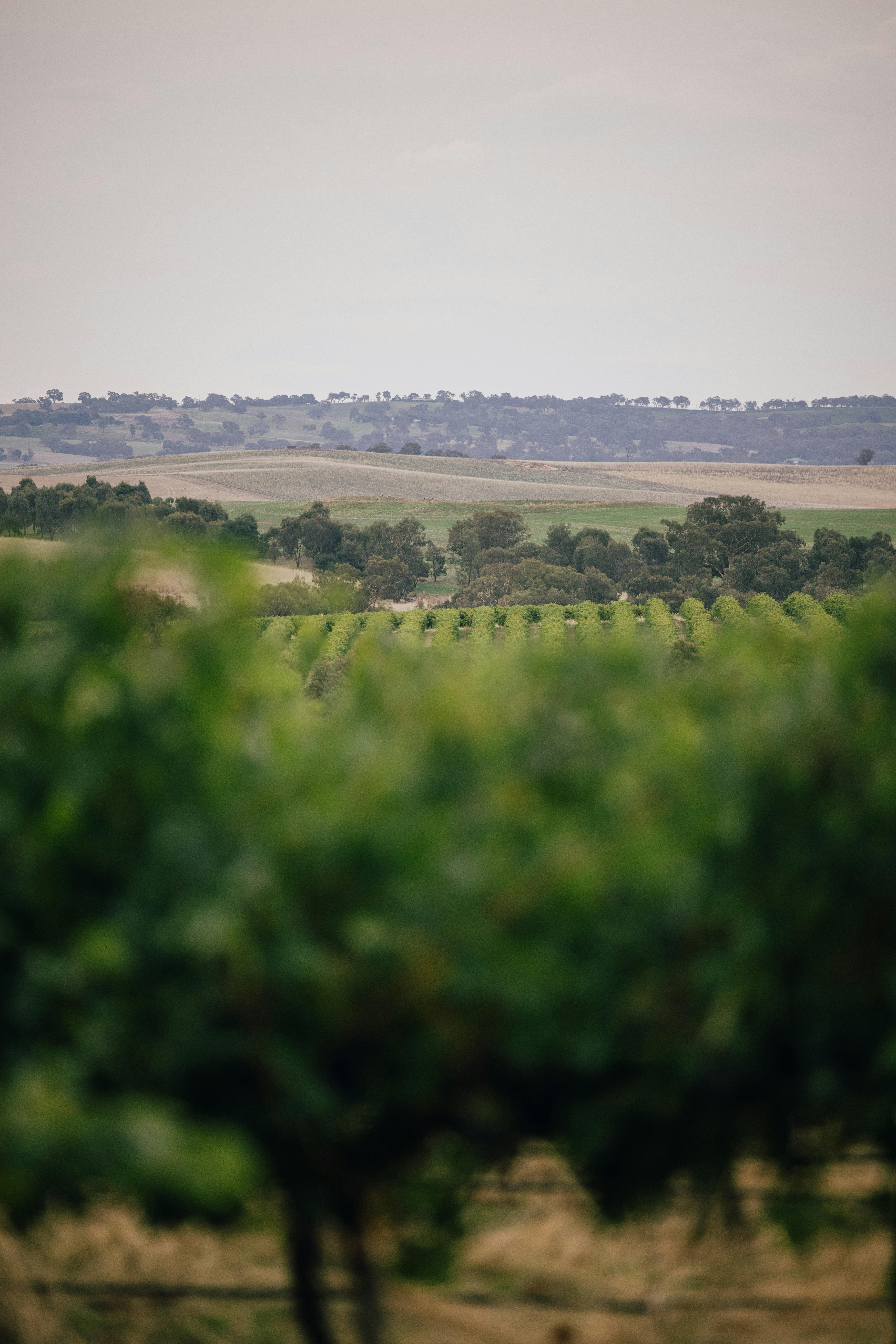 Barwang Vineyard and Farm