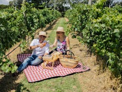 Couple enjoying picnic amongst the vines