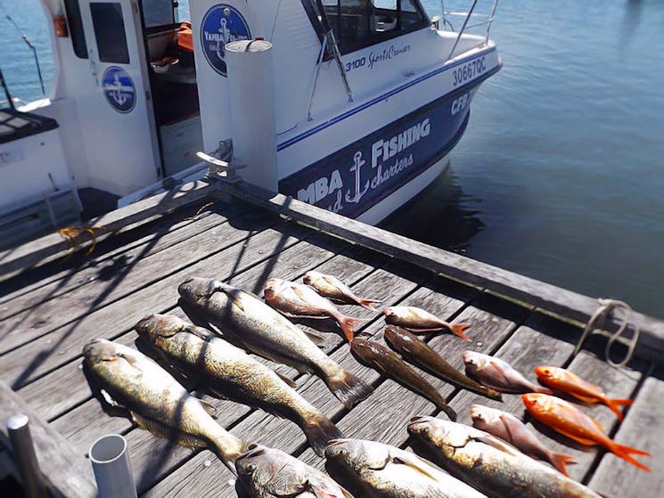 Mulloway are a favourite onboard Yamba Fishing and Charters