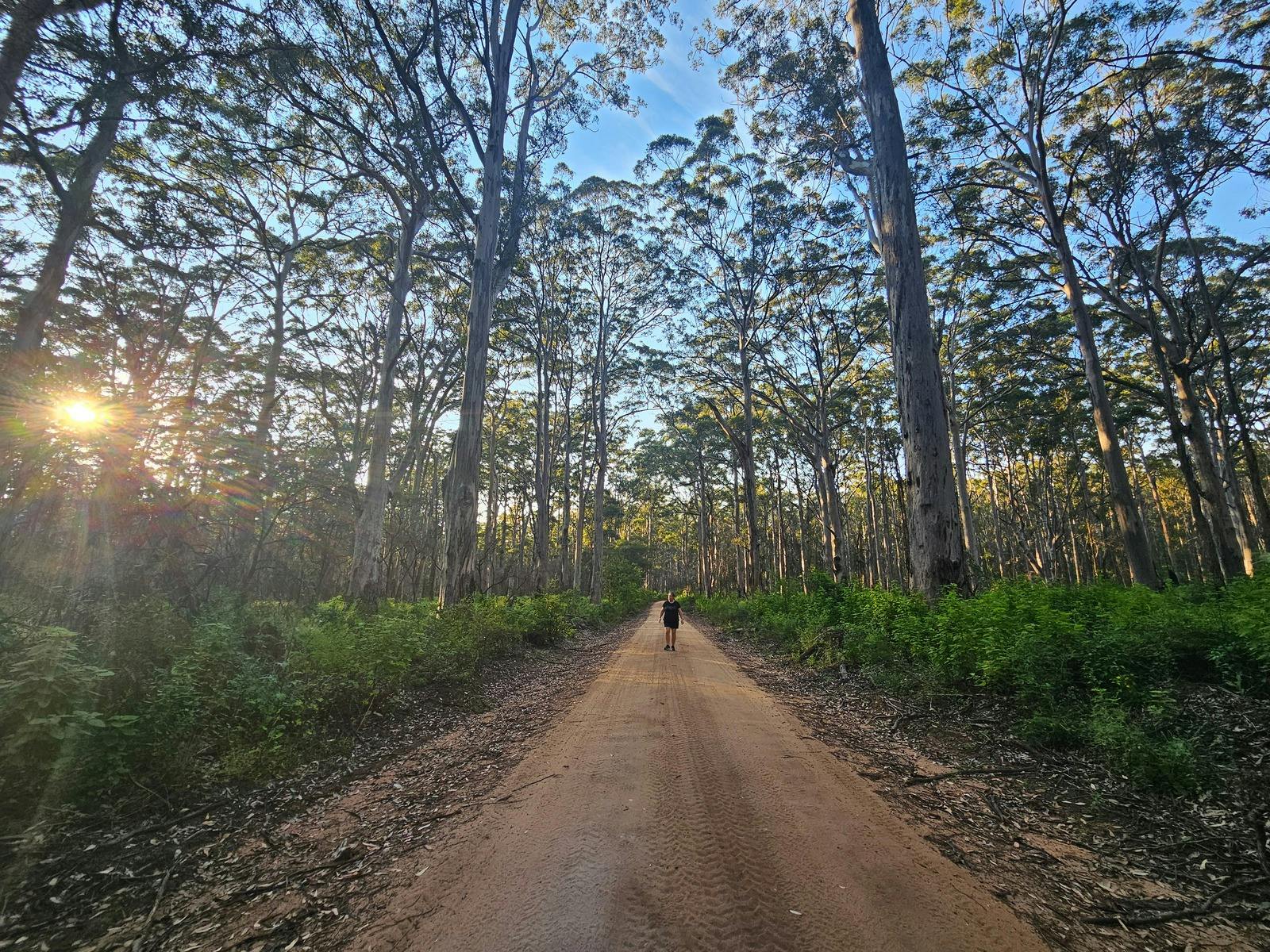 Boranup Forest, Forest
