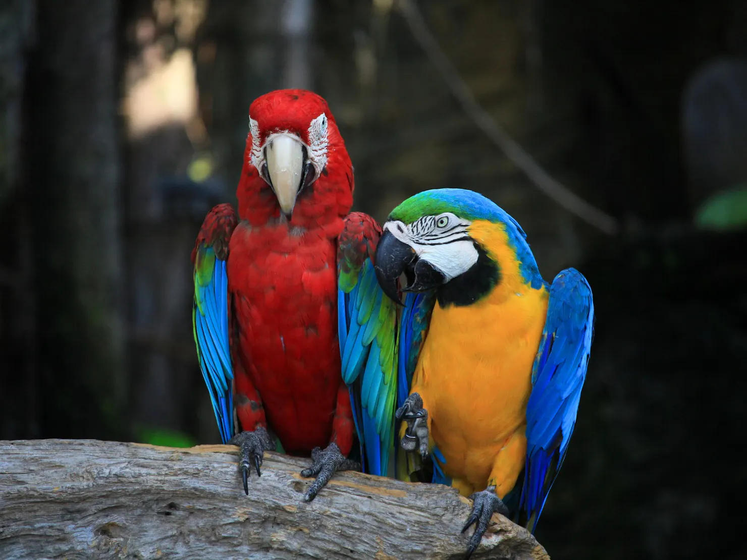 Exotic birds perched side by side, showing off their vibrant feathers