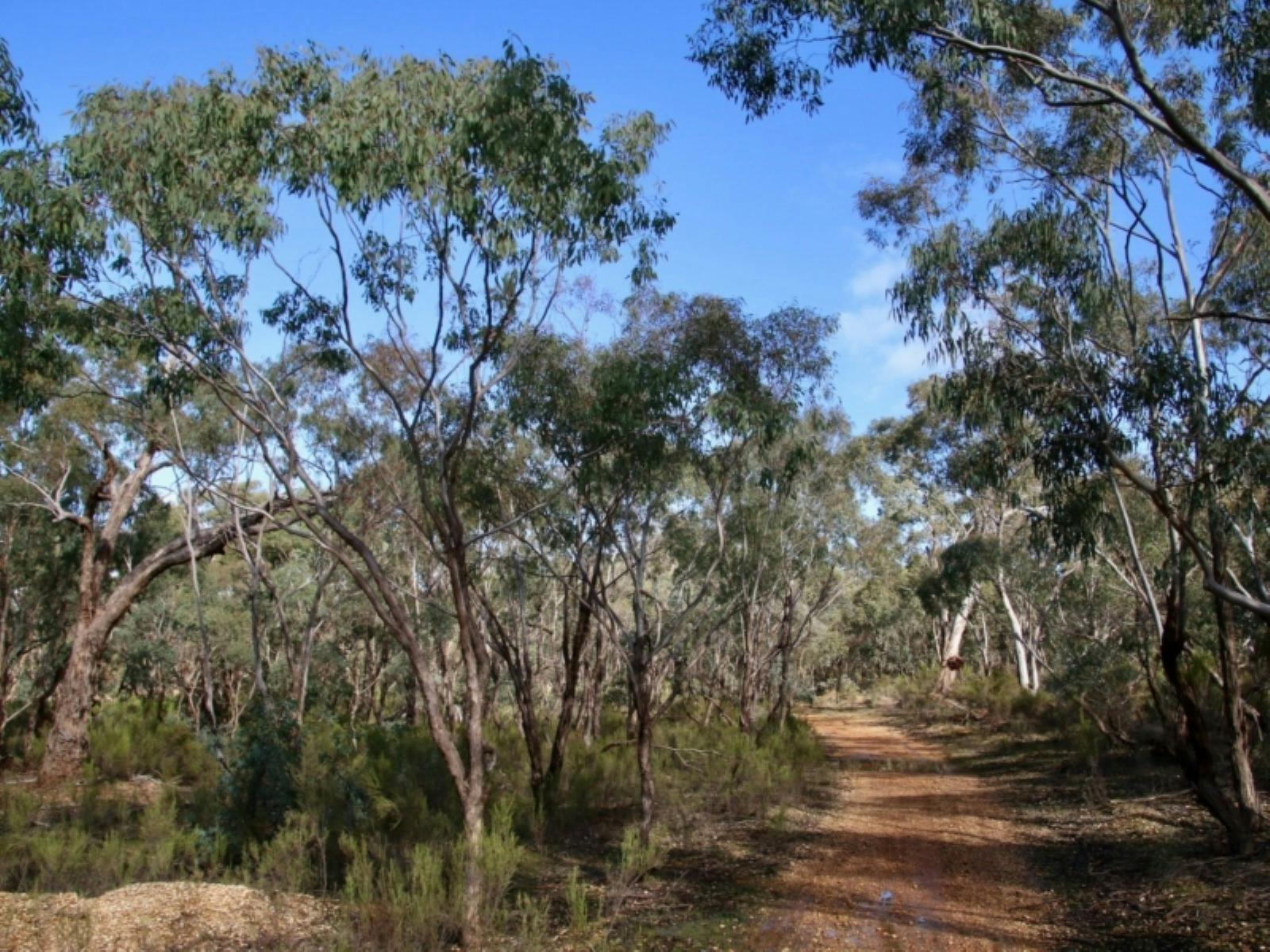 Photo of the Mangalore Flora Walking track