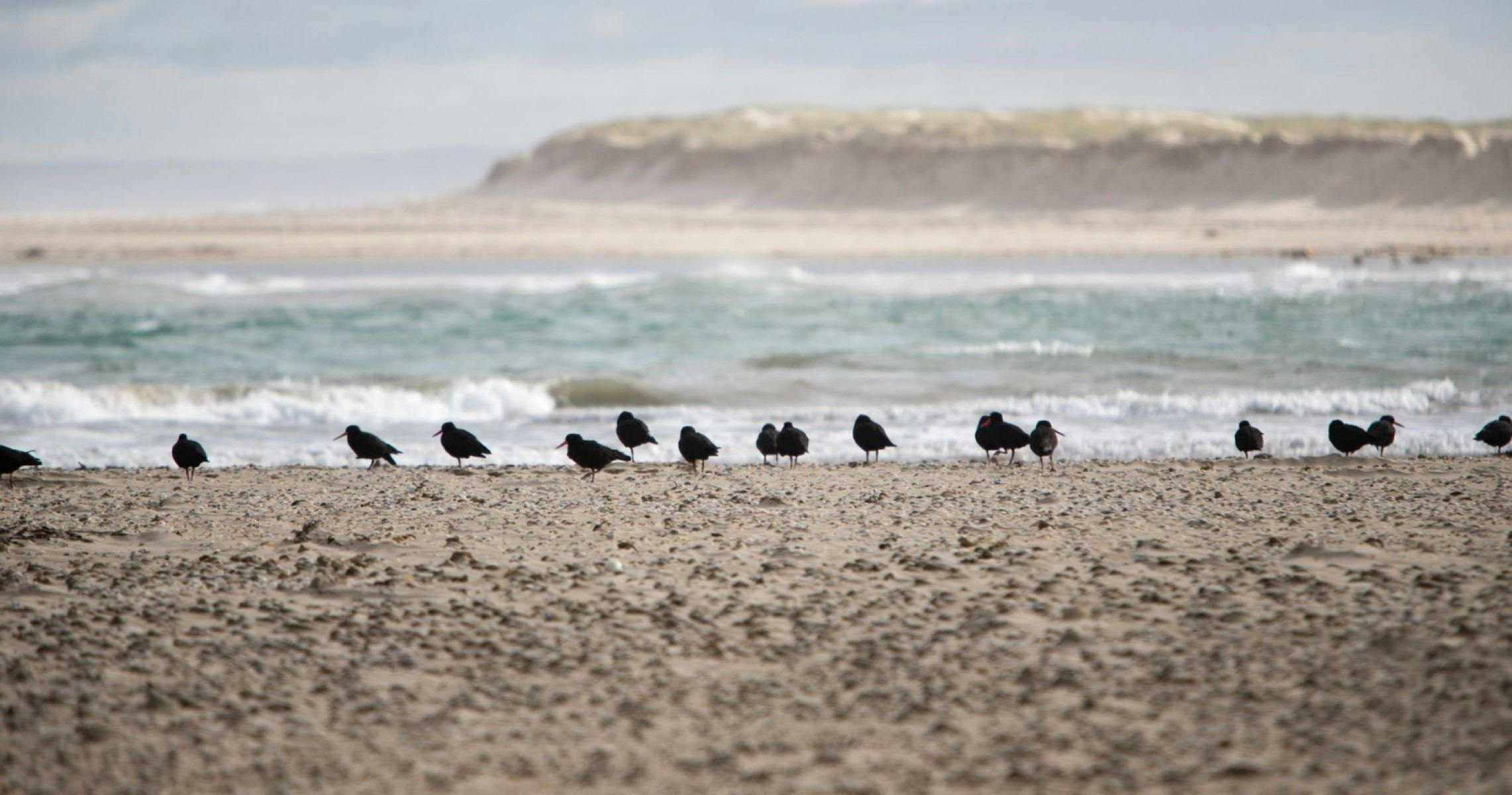 Birdwatching at the Murray Mouth