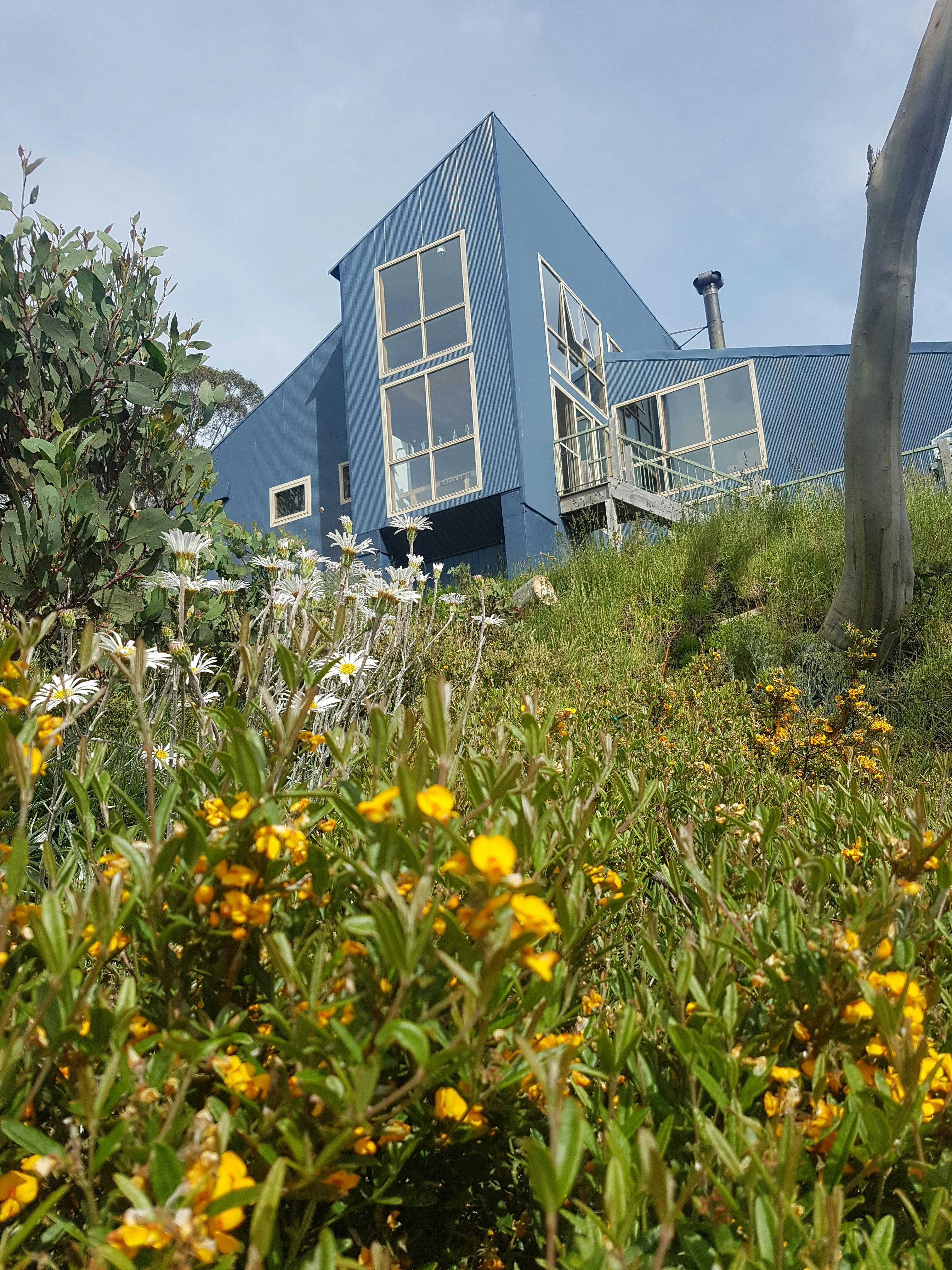 Alpine wildflowers colour the landscape in the 