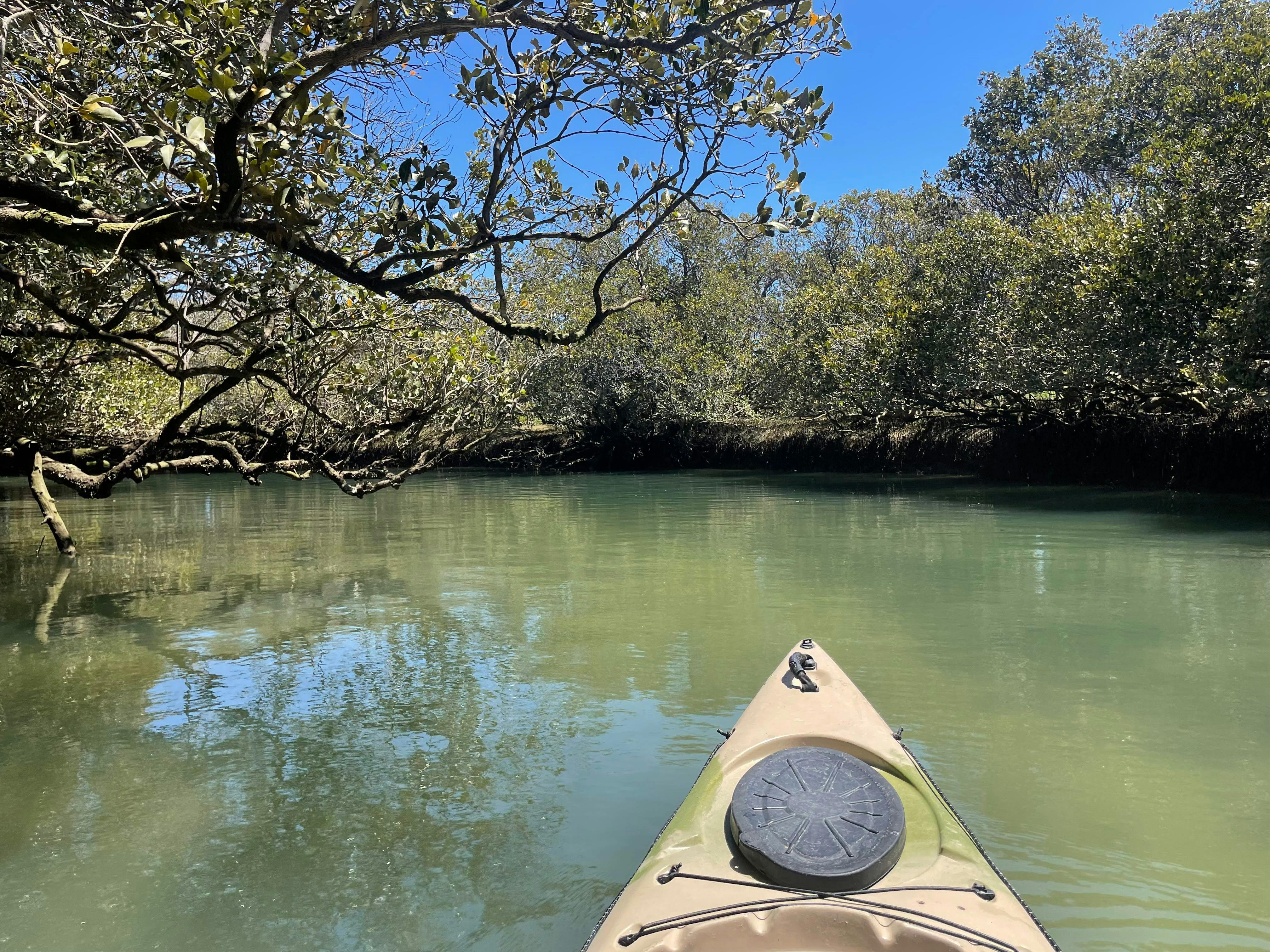 mangrove creeks