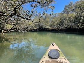 mangrove creeks