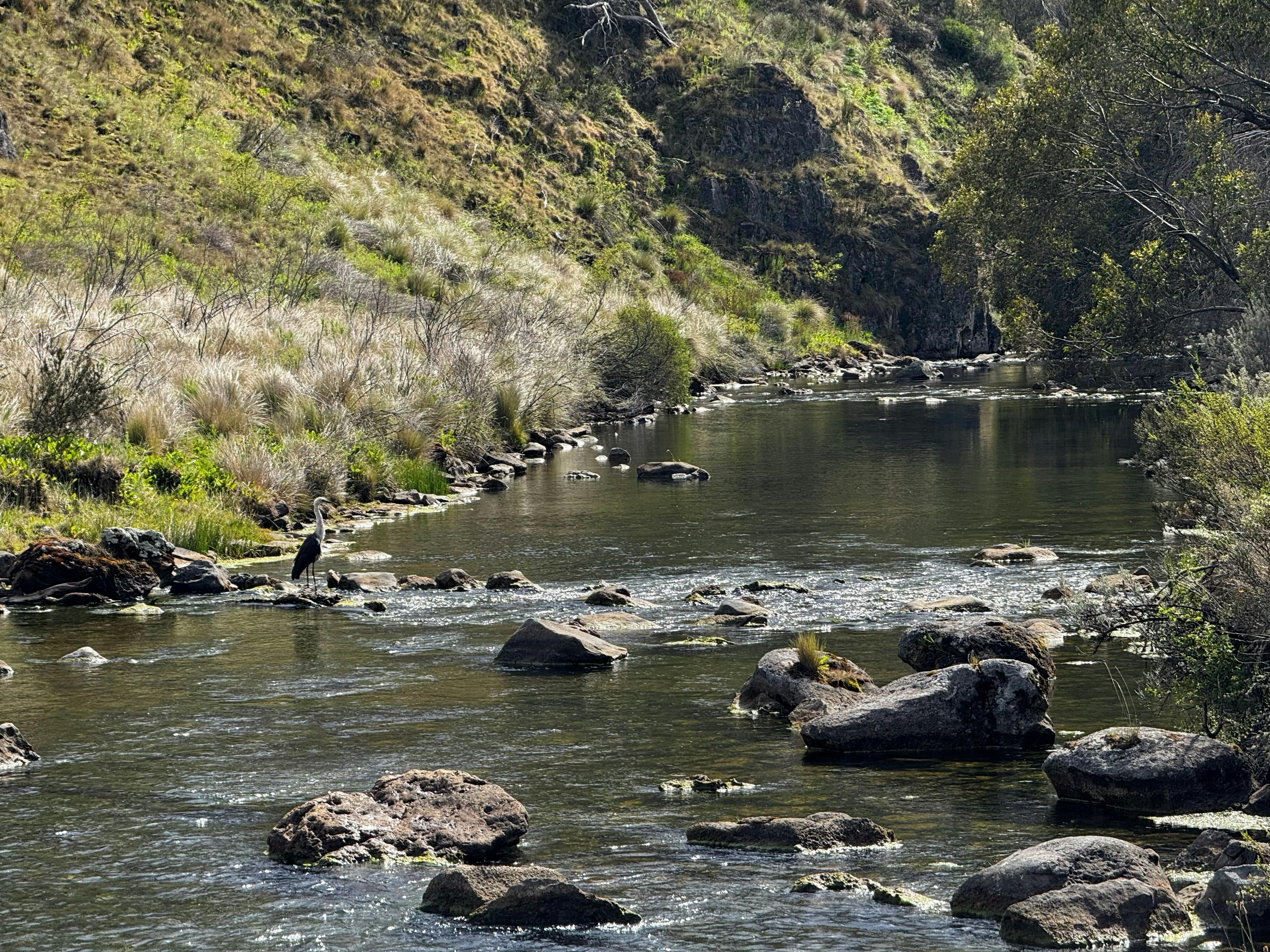 A water bird standing on a rock in the middle of a river.