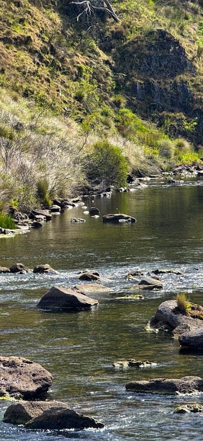 A water bird standing on a rock in the middle of a river.