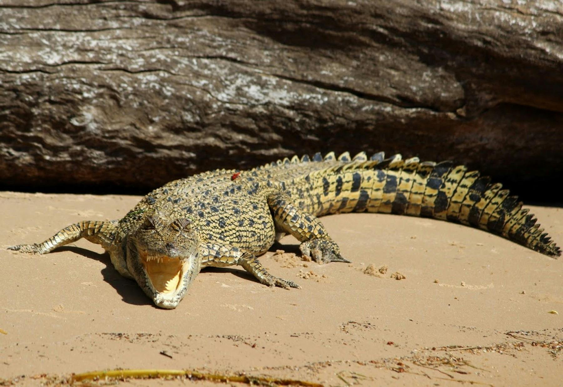 saltwater crocodile