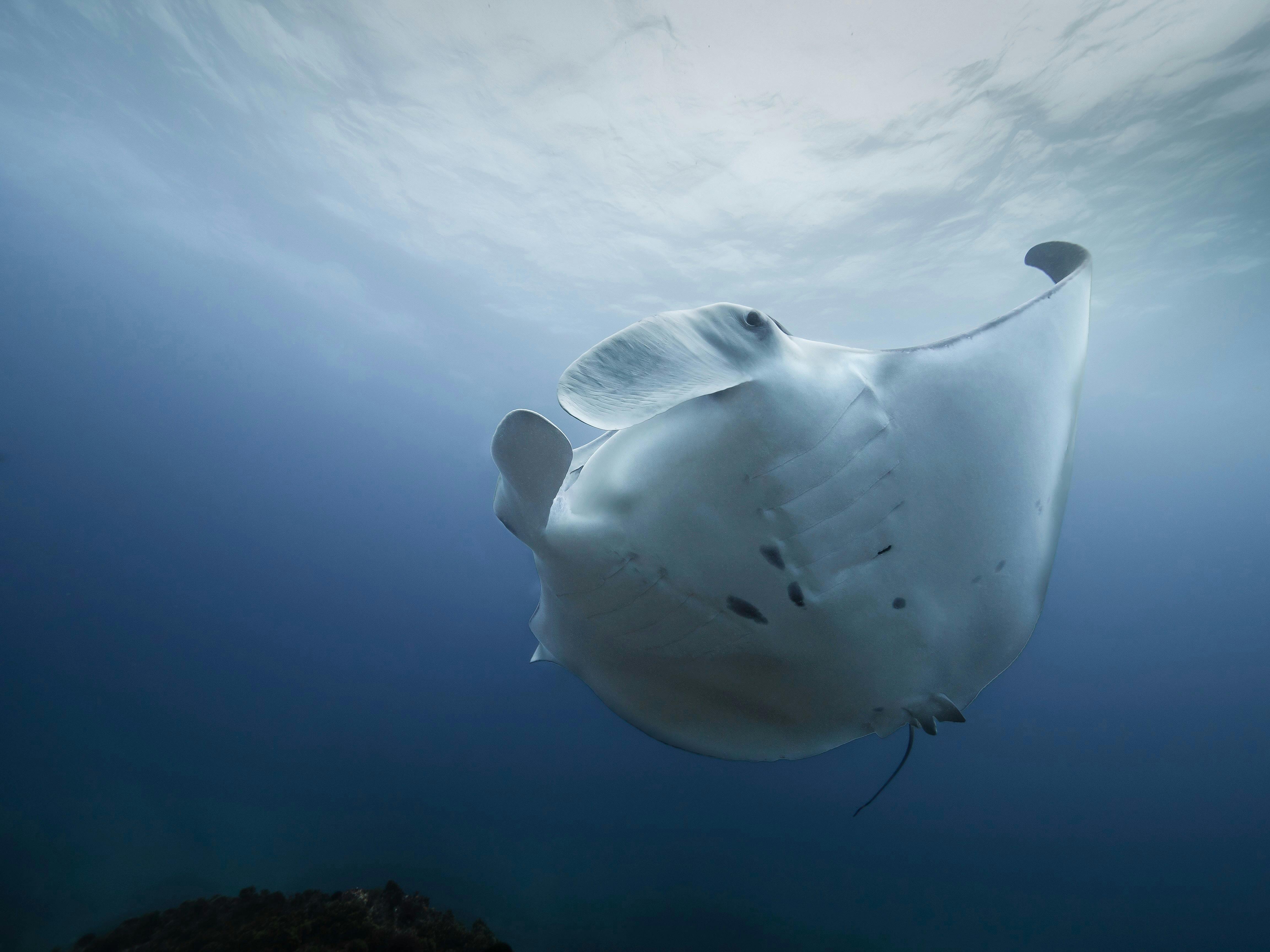 Manta, Turtle, Julian rocks, Byron bay, snorkelling, freediving, diving, Northern NSW