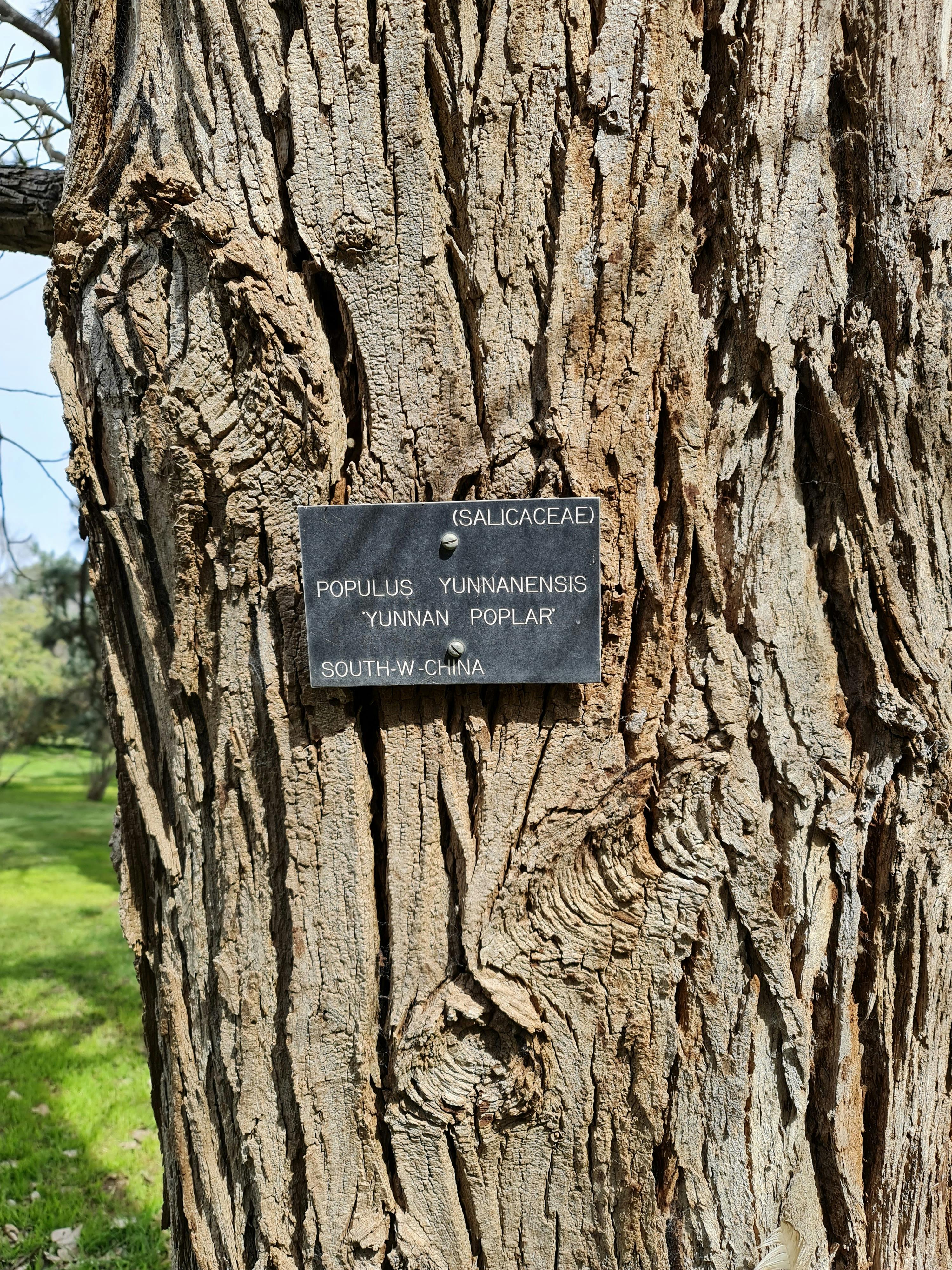 Yunnan poplar planted 1920s