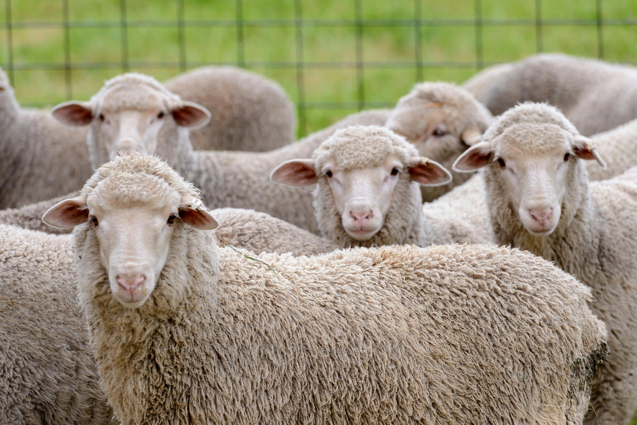 Merino lambs at Bungaree Station