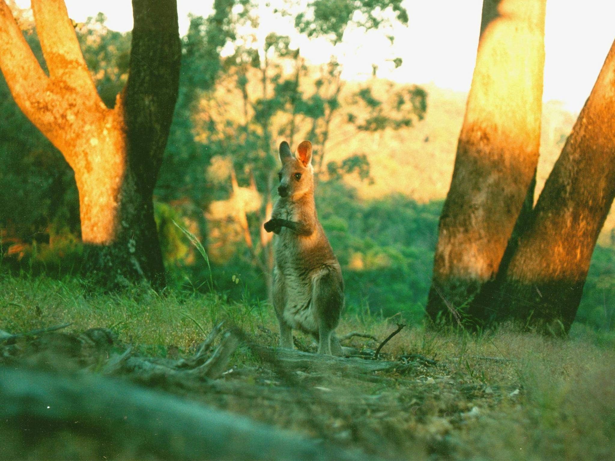 Wondrous wildlife in their natural bushland home