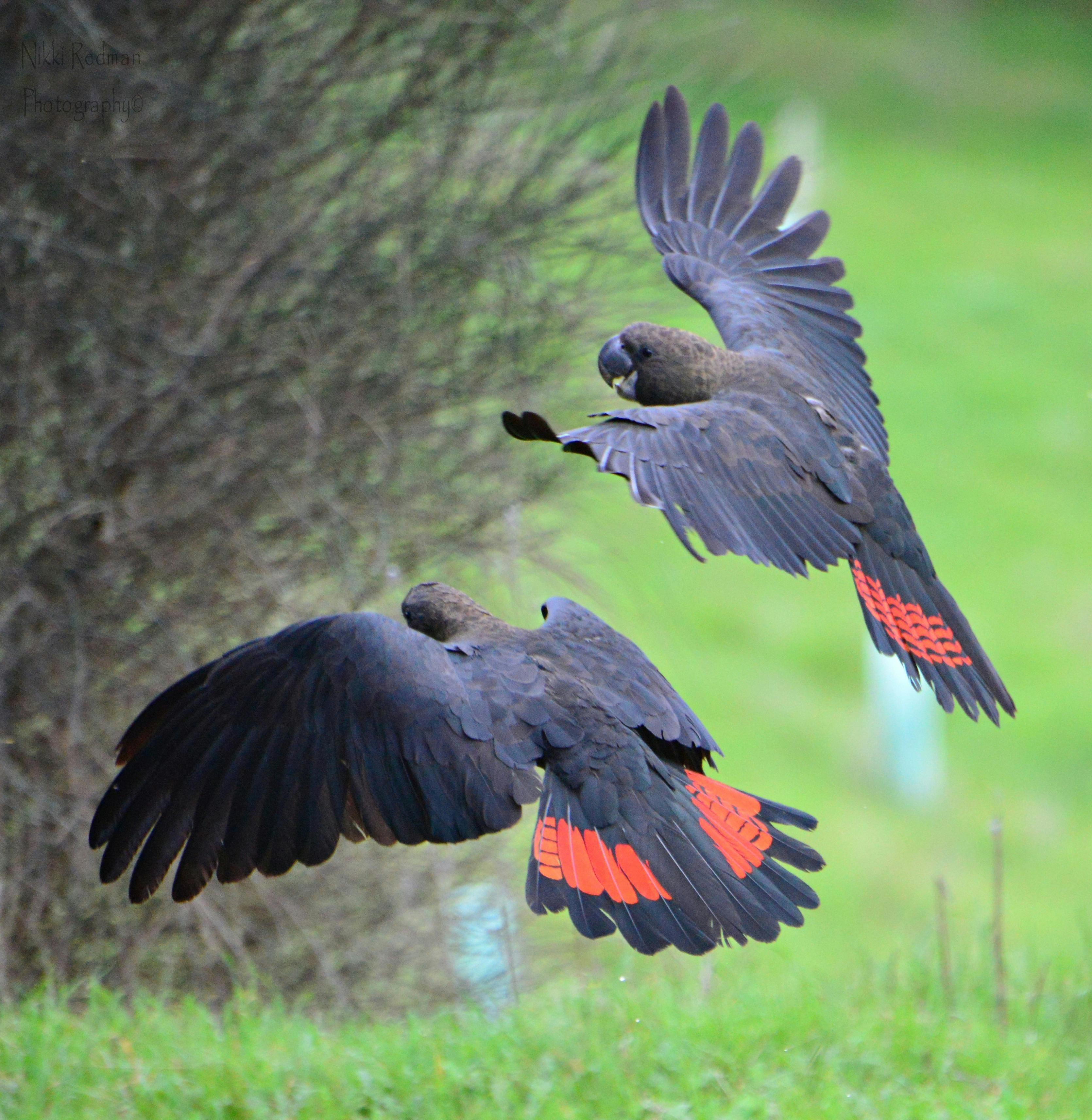 Glossy Black Cockatoos - Kangaroo Island