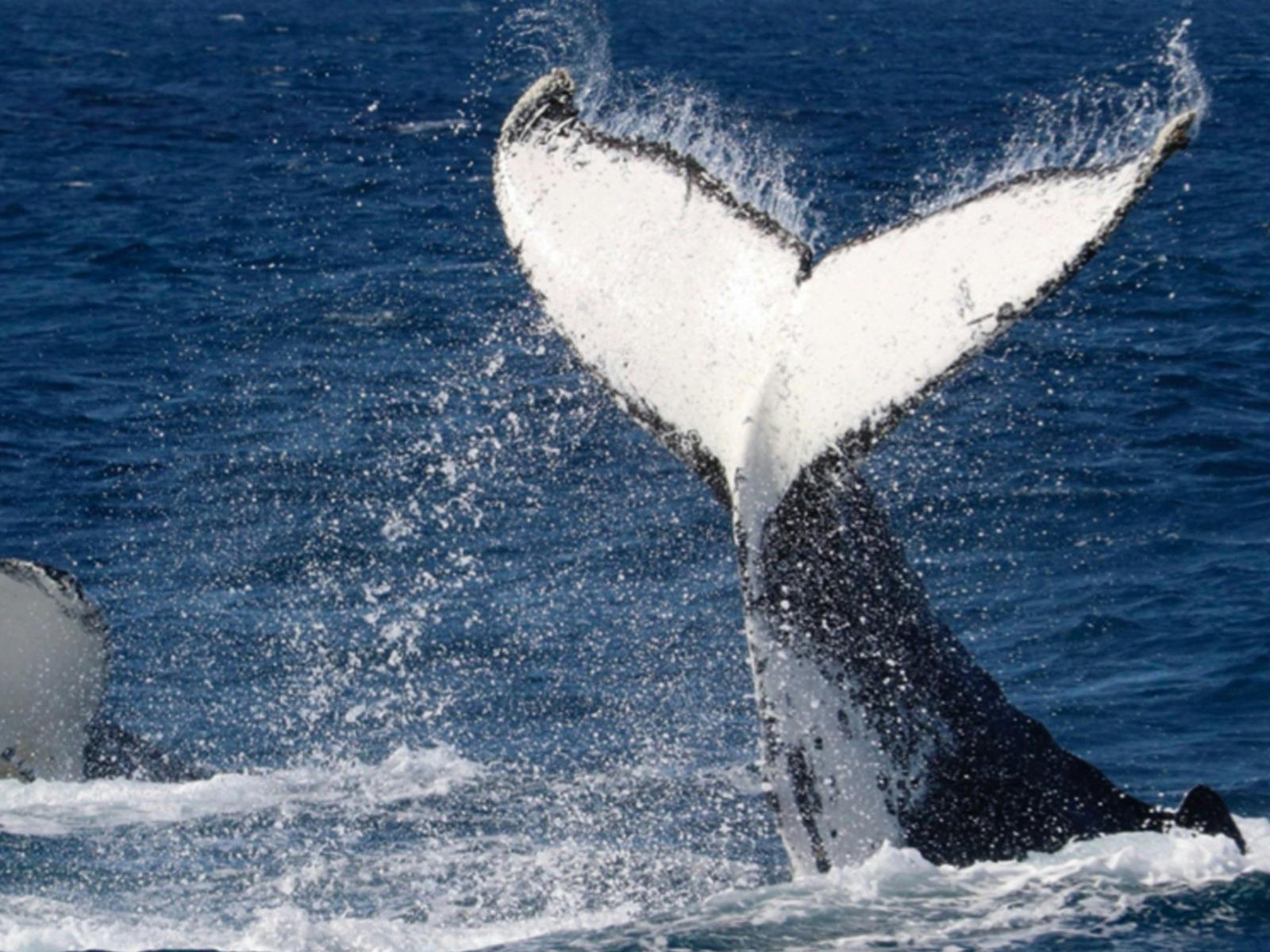 Whale Watching Tour