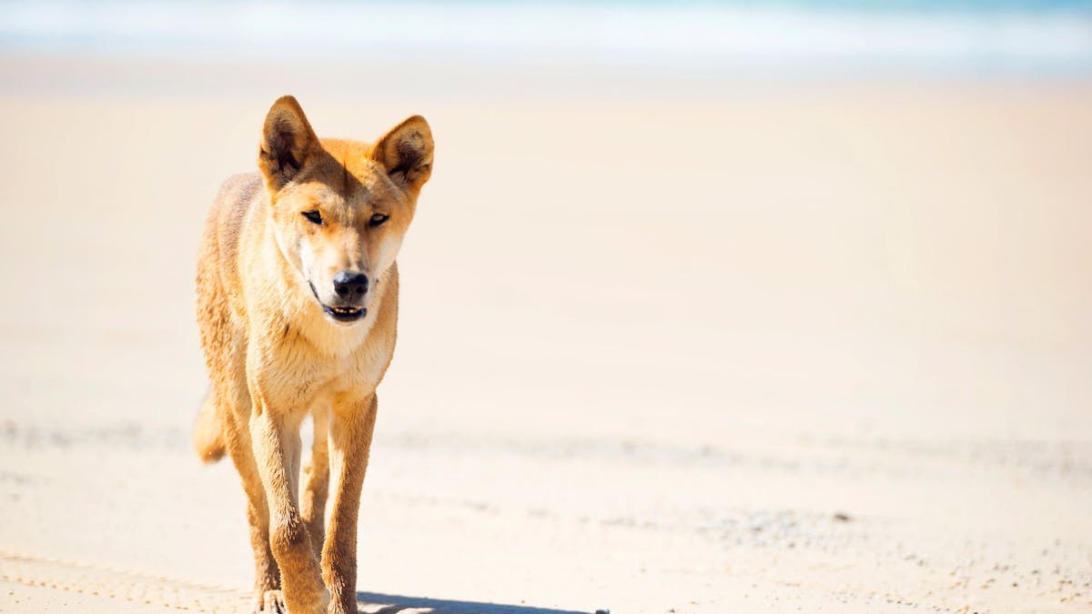 A dingo walking across a white sandy beach