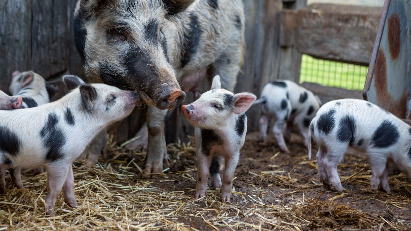 Tocal farm animals