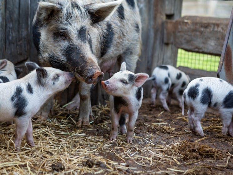 Mumma piggy and her piglets