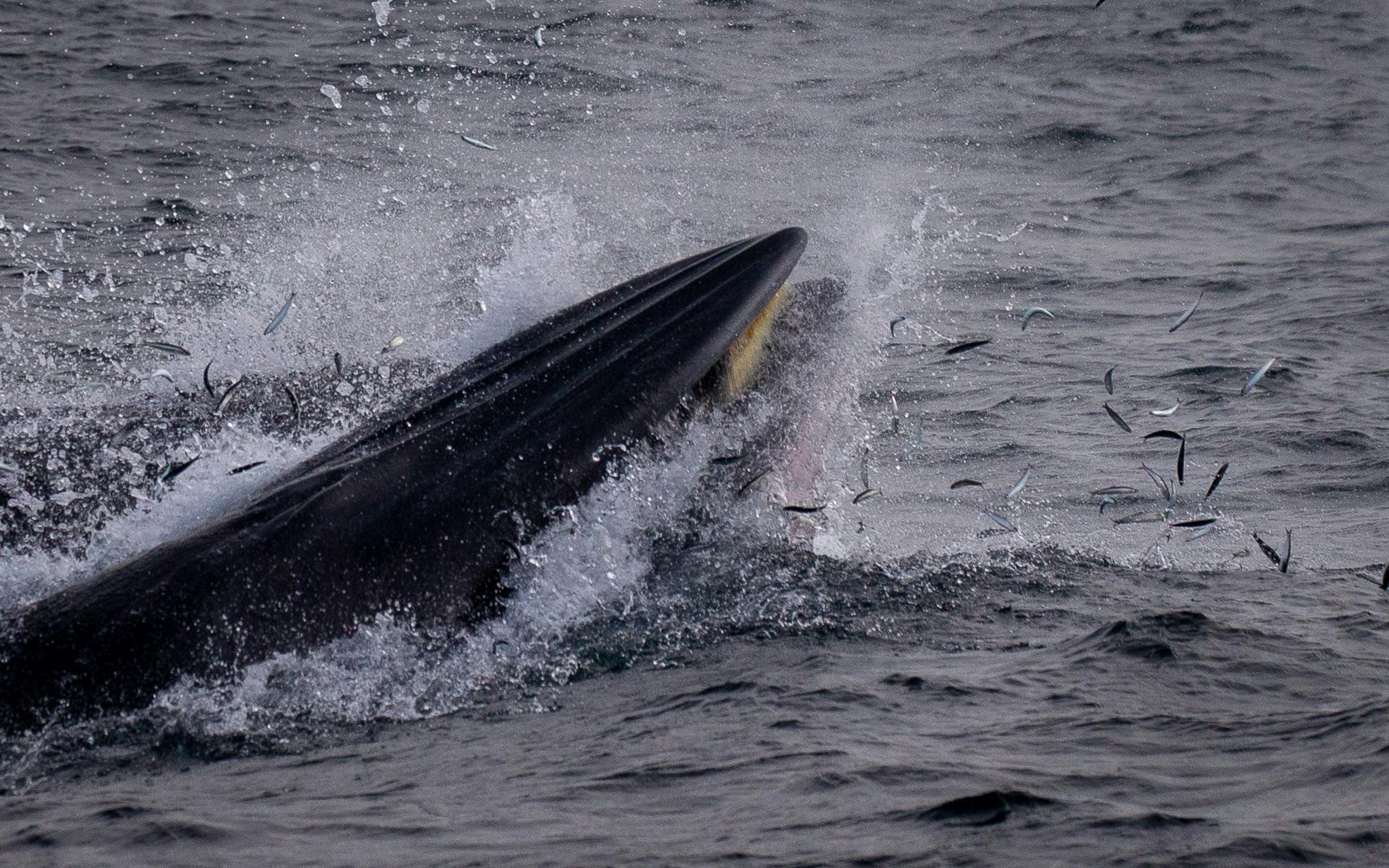 Brydes feeding in the Merimbula Bay, Merimbula Boat Tour. Merimbula Wildlife Tour