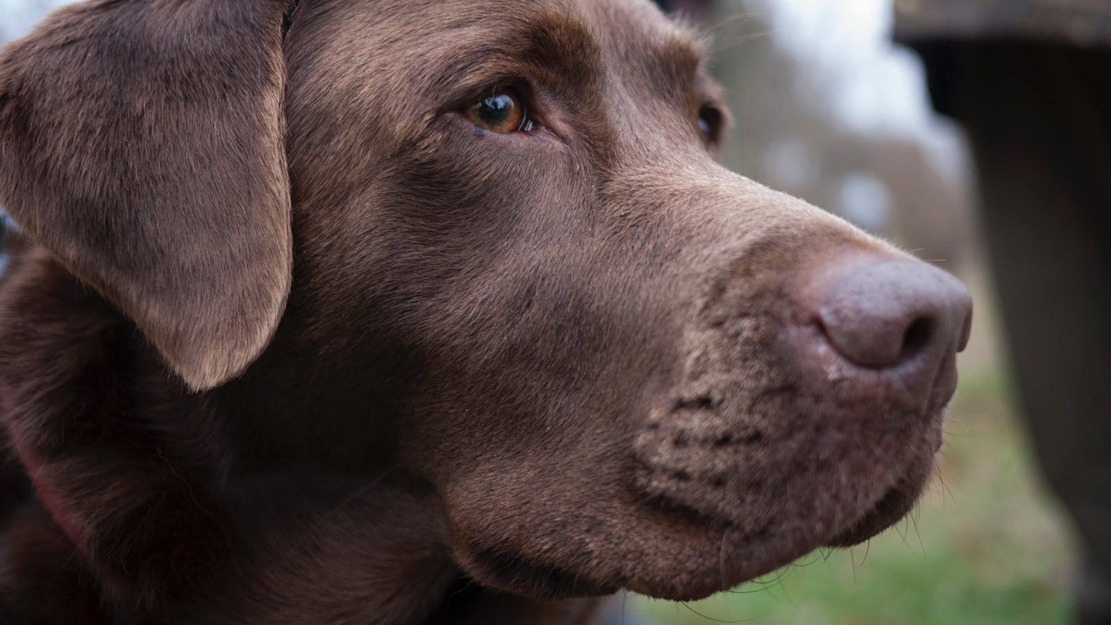 Image for Truffle Dog Hunt n Lunch Afternoon Delight