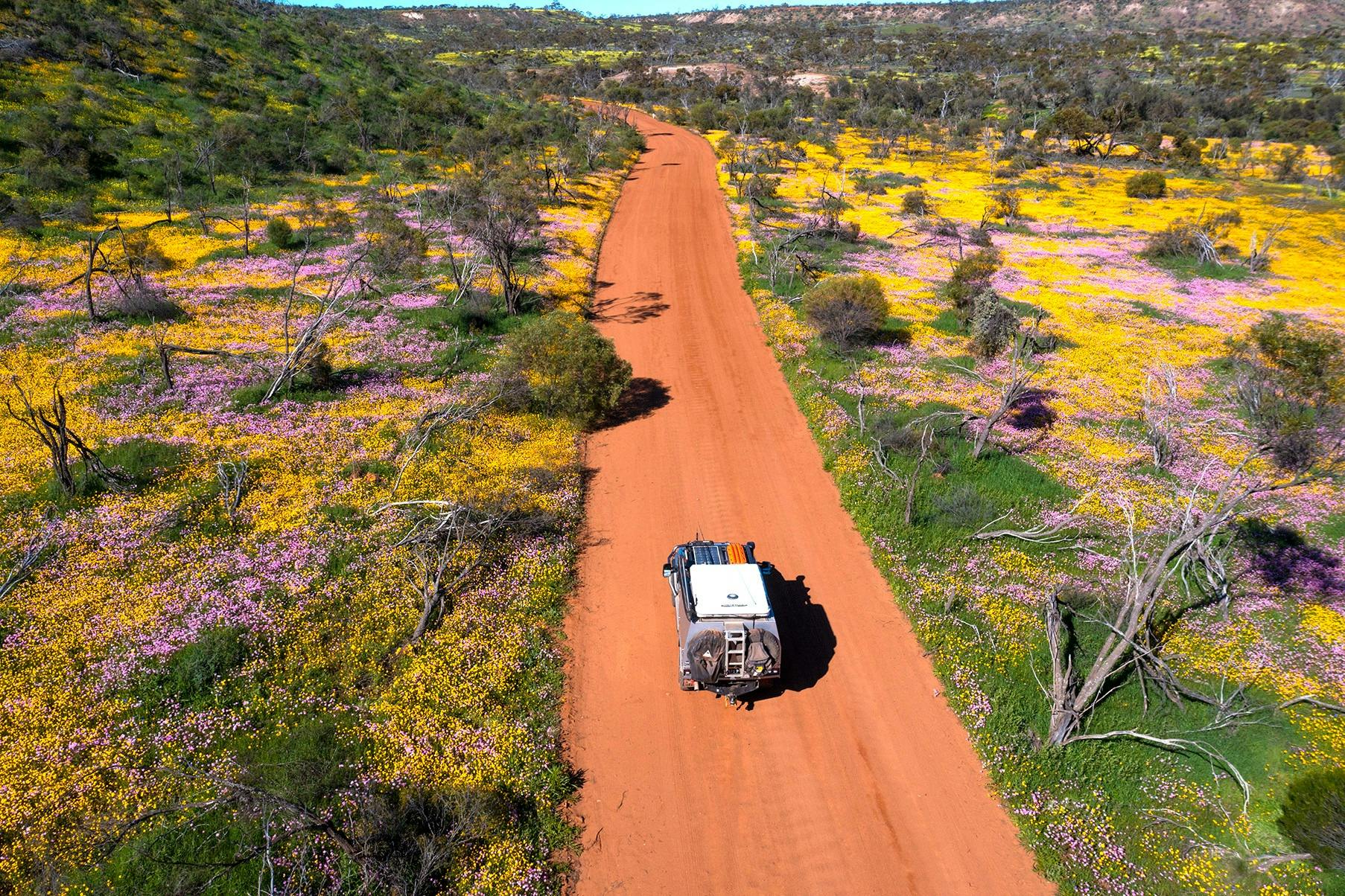 Wildflowers, Coalseam Conservation Park