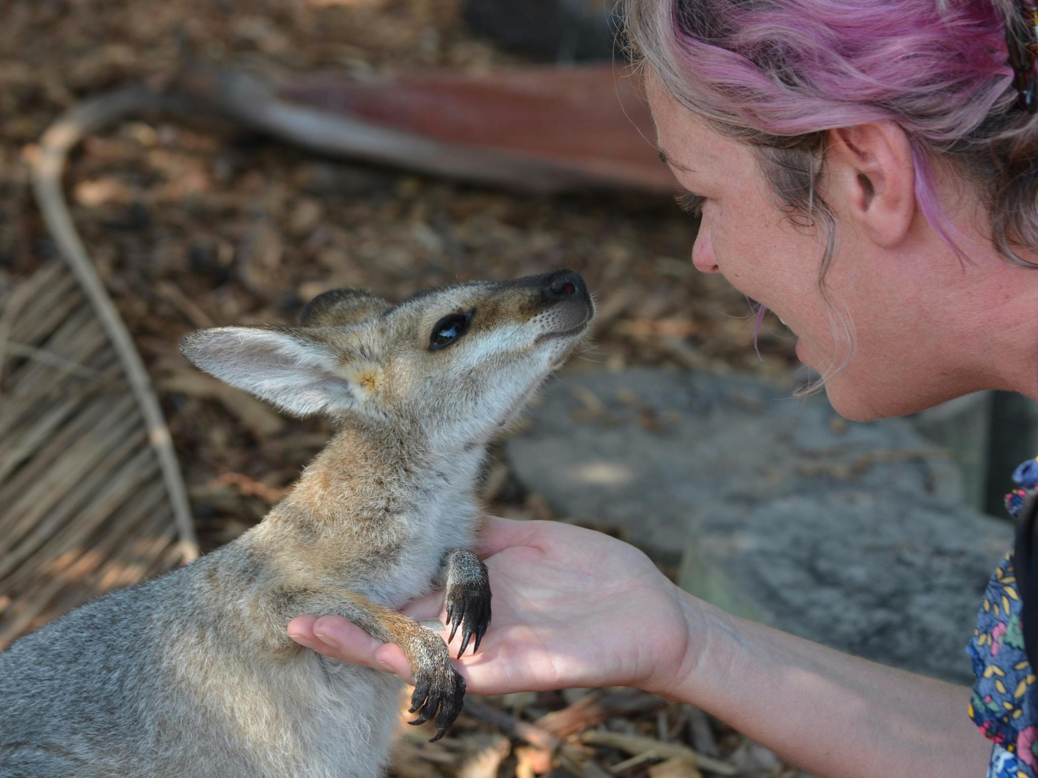 Maryborough Wildlife Sanctuary, Fraser Coast.