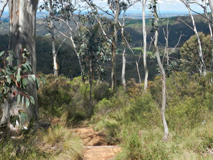 Mount Towac track, Mount Canobolas State Conservation Area. Photo: Debby McGerty/NSW Government.r