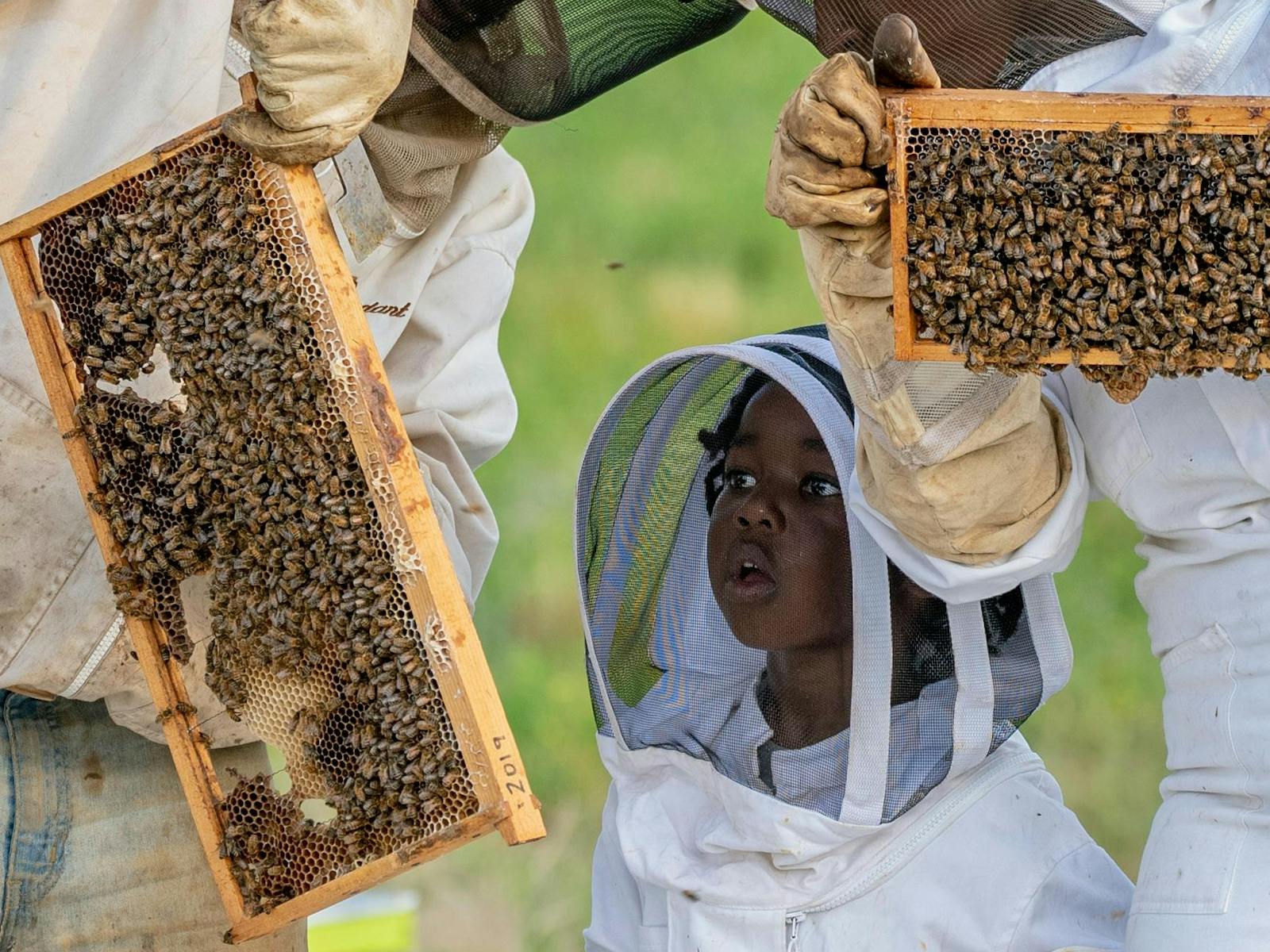 The Apiary Bay and Bush