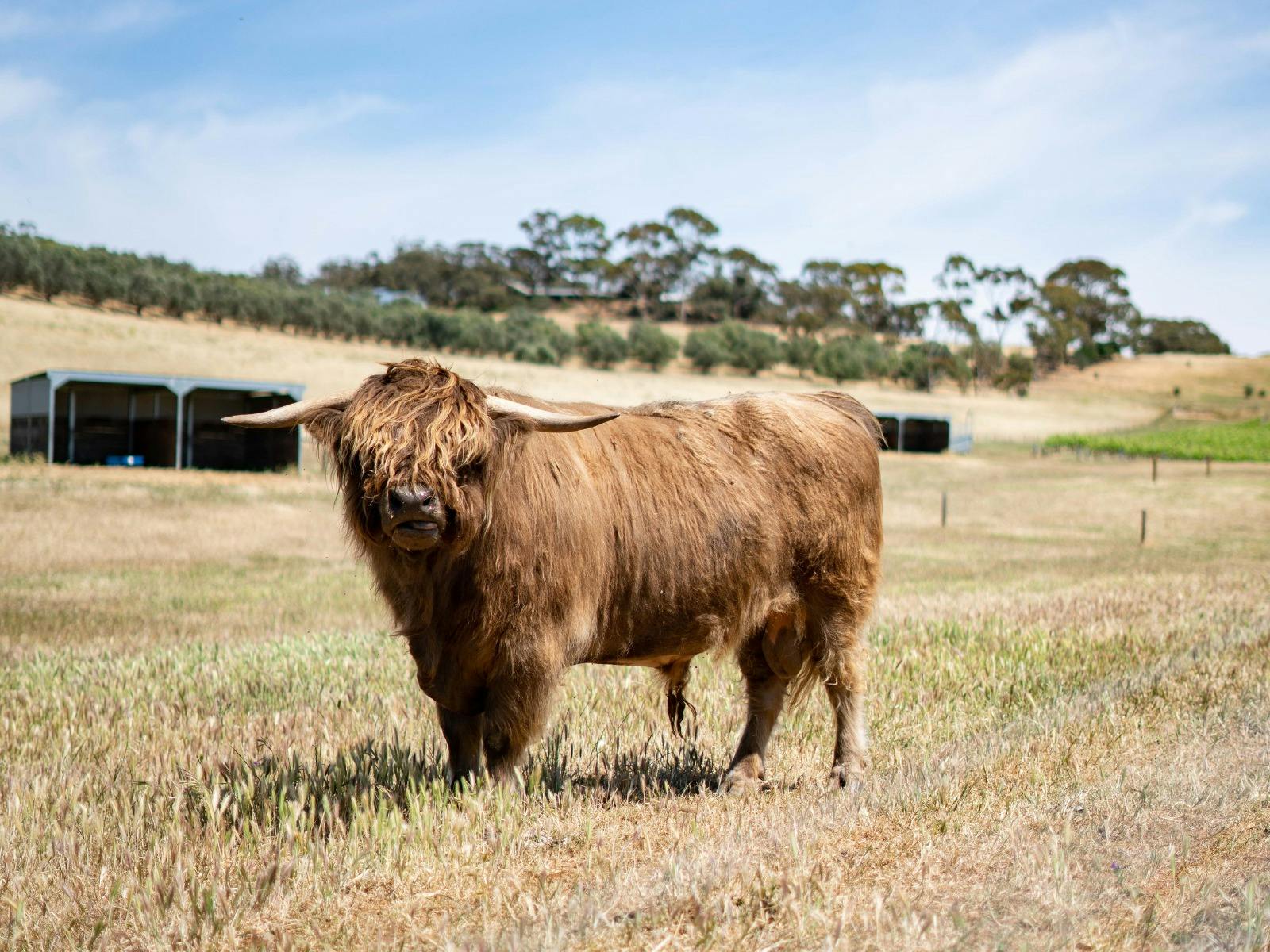 Two Hands Vineyard Tours, Highland Cows