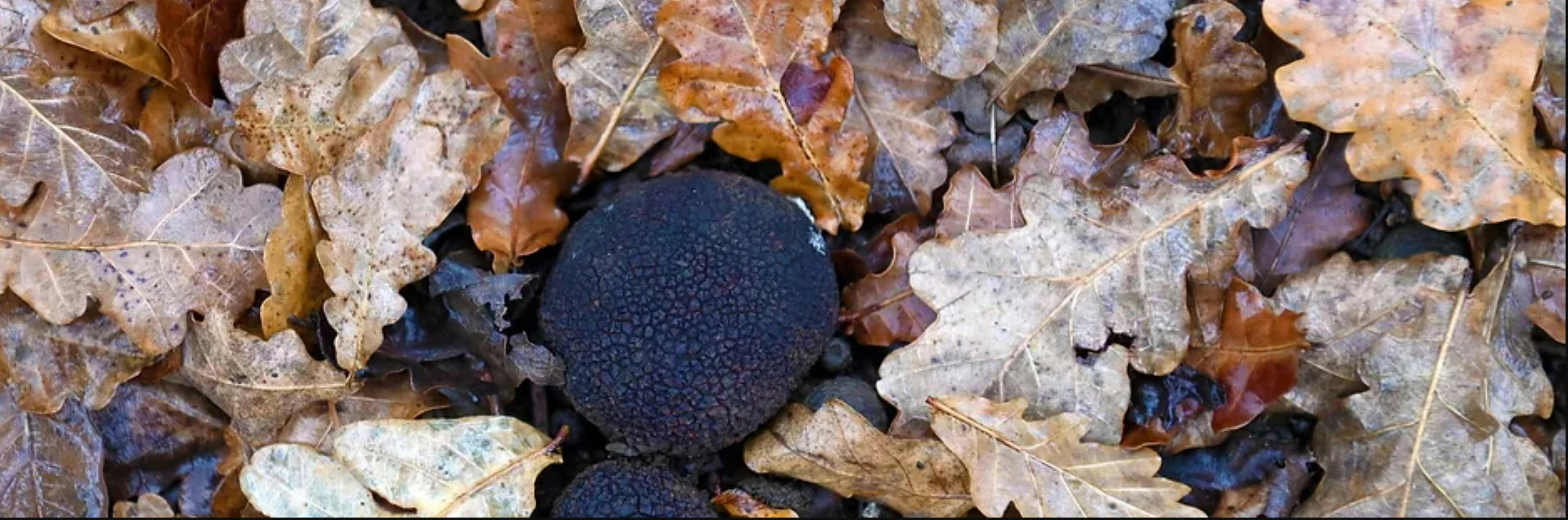 棕色葉子包圍的黑色圓形物體（松露）