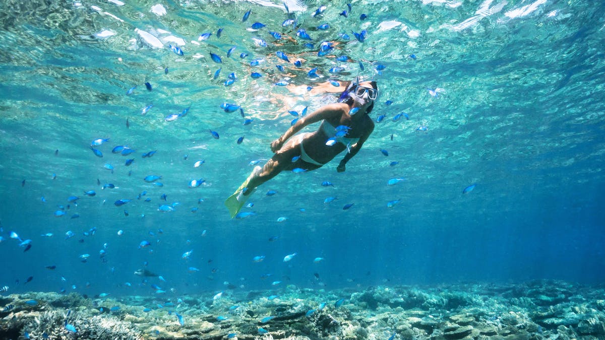 Heron Island