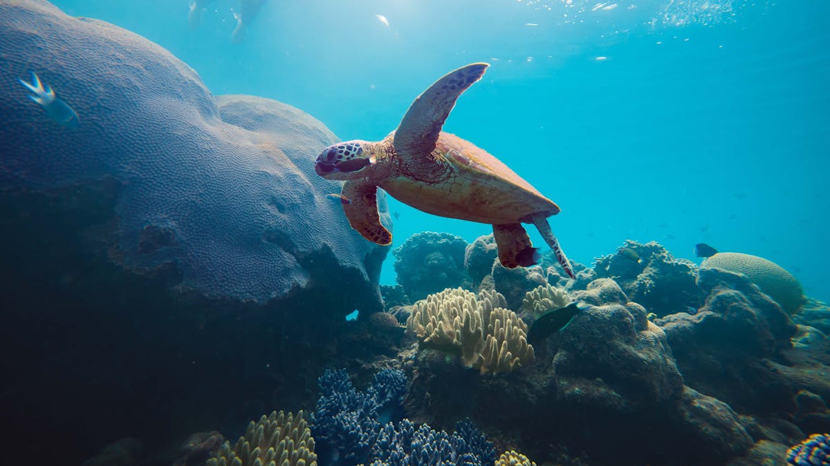 Turtle swimming underwater near the coral reef