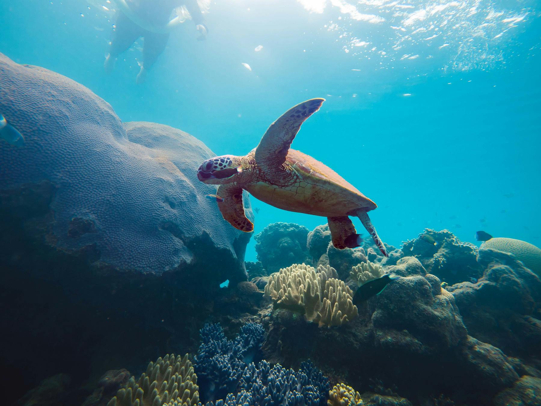 Turtle swimming underwater near the coral reef