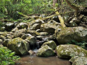 Booyong Walking Track