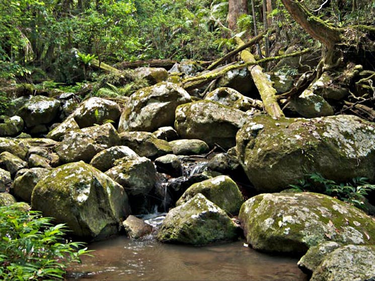 Rocks beside Booyong walk. Photo: John Spencer