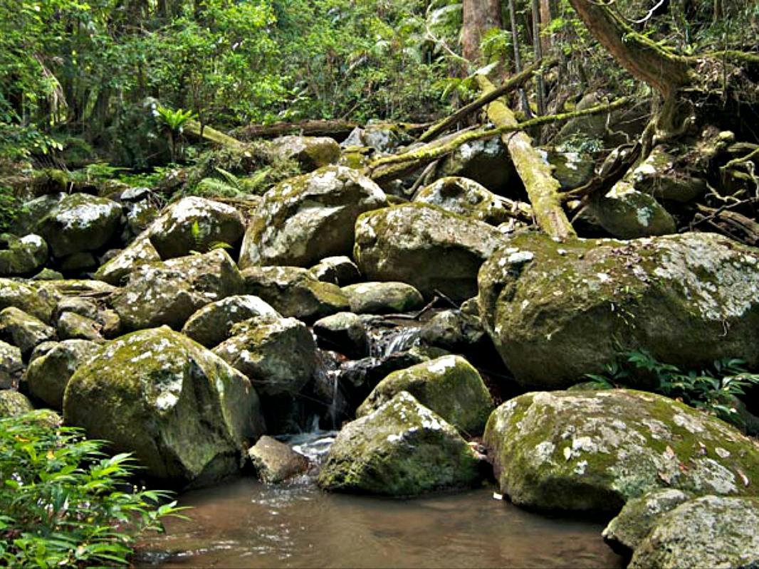 Booyong Walking Track