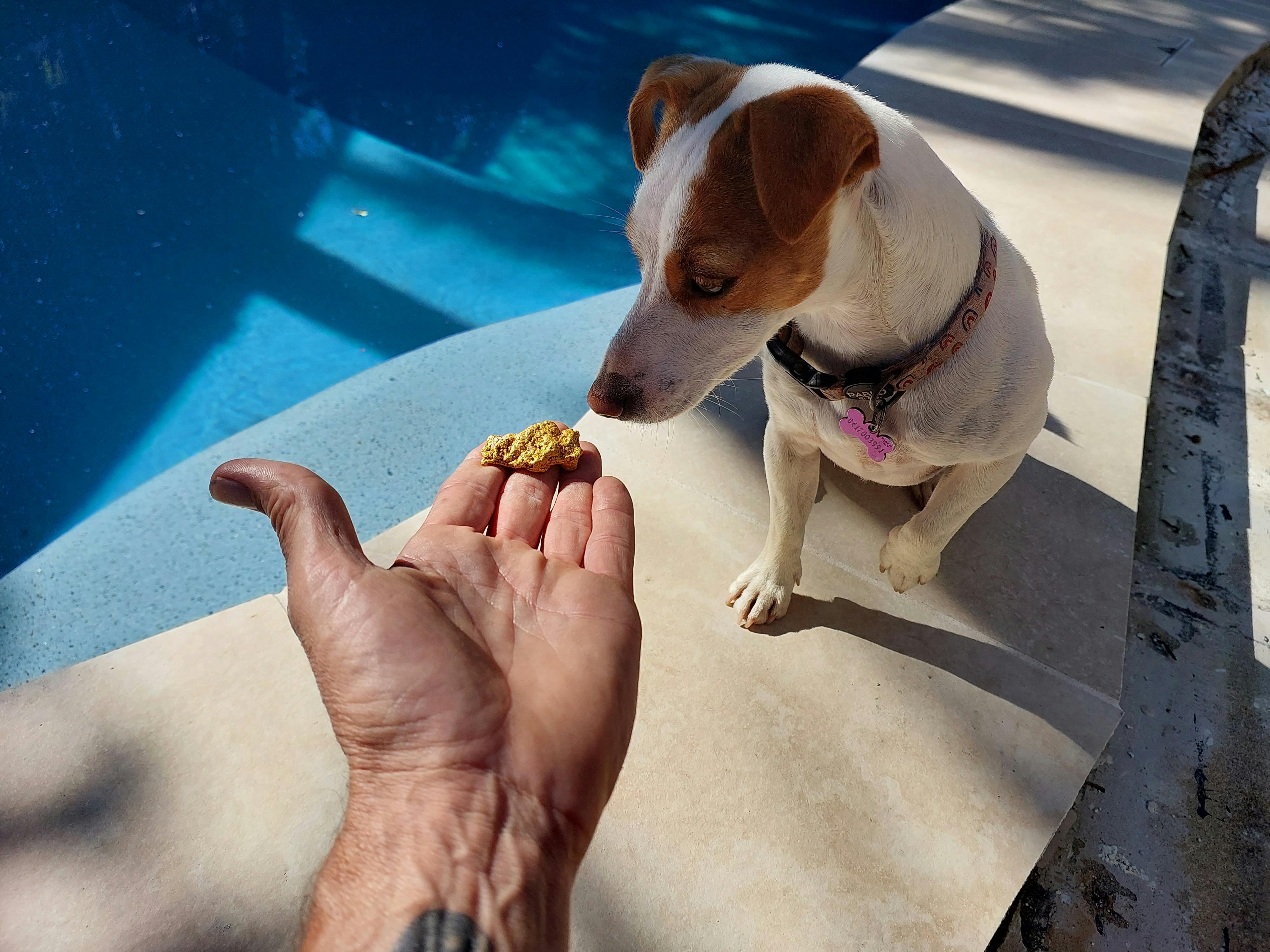 Nugget the Jack Russell