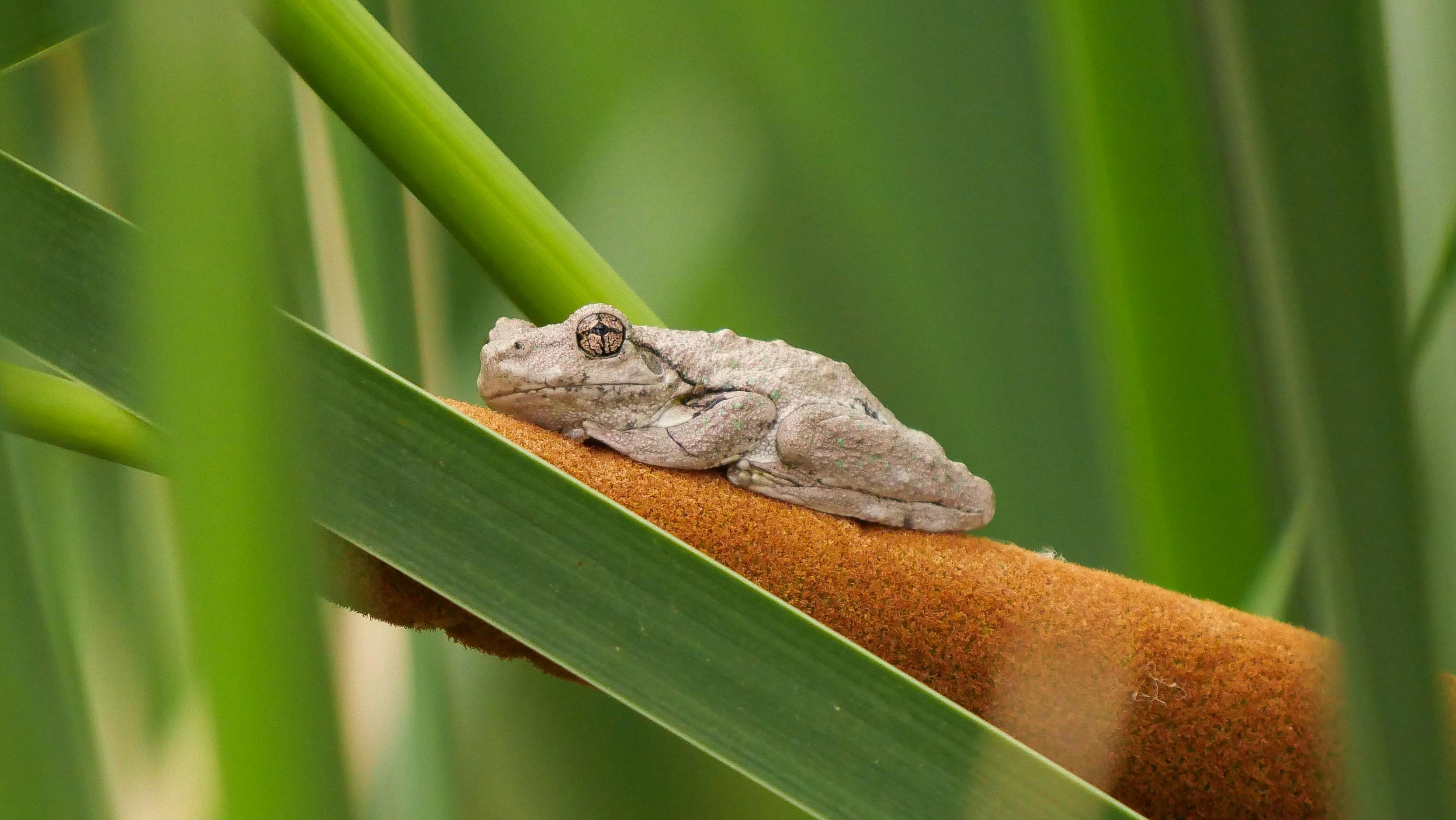 Peron's Tree Frog