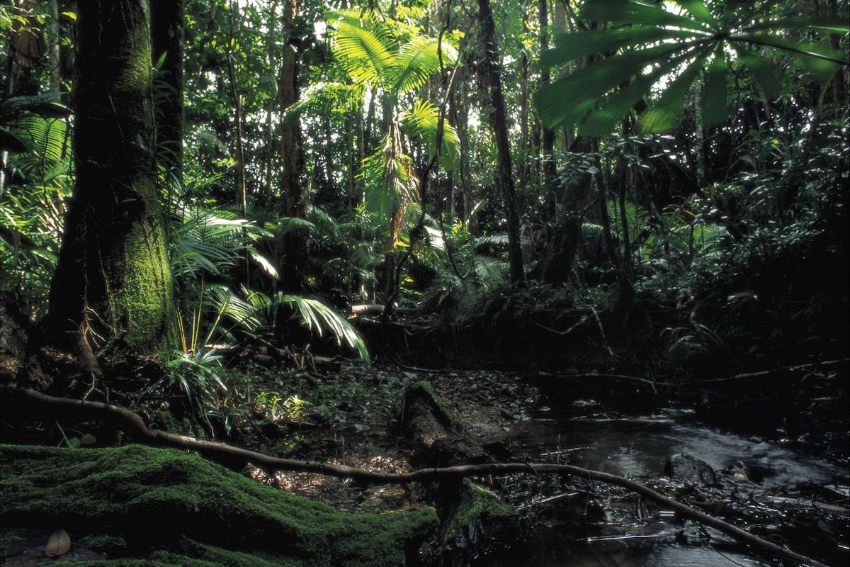 Jungle-like rainforest at Cape Tribulation.