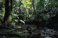 Jungle-like rainforest at Cape Tribulation.