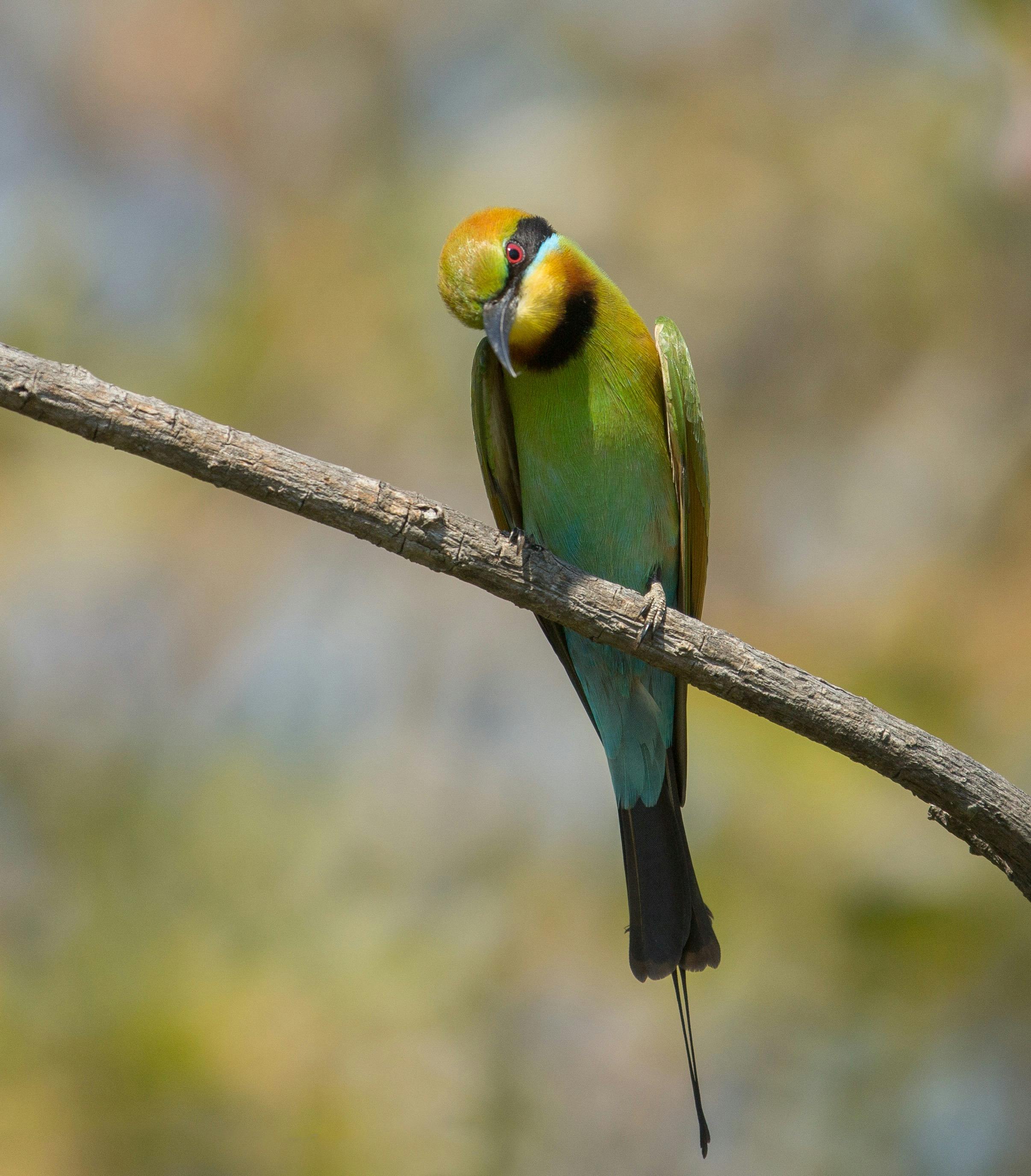 Rainbow Bee Eater