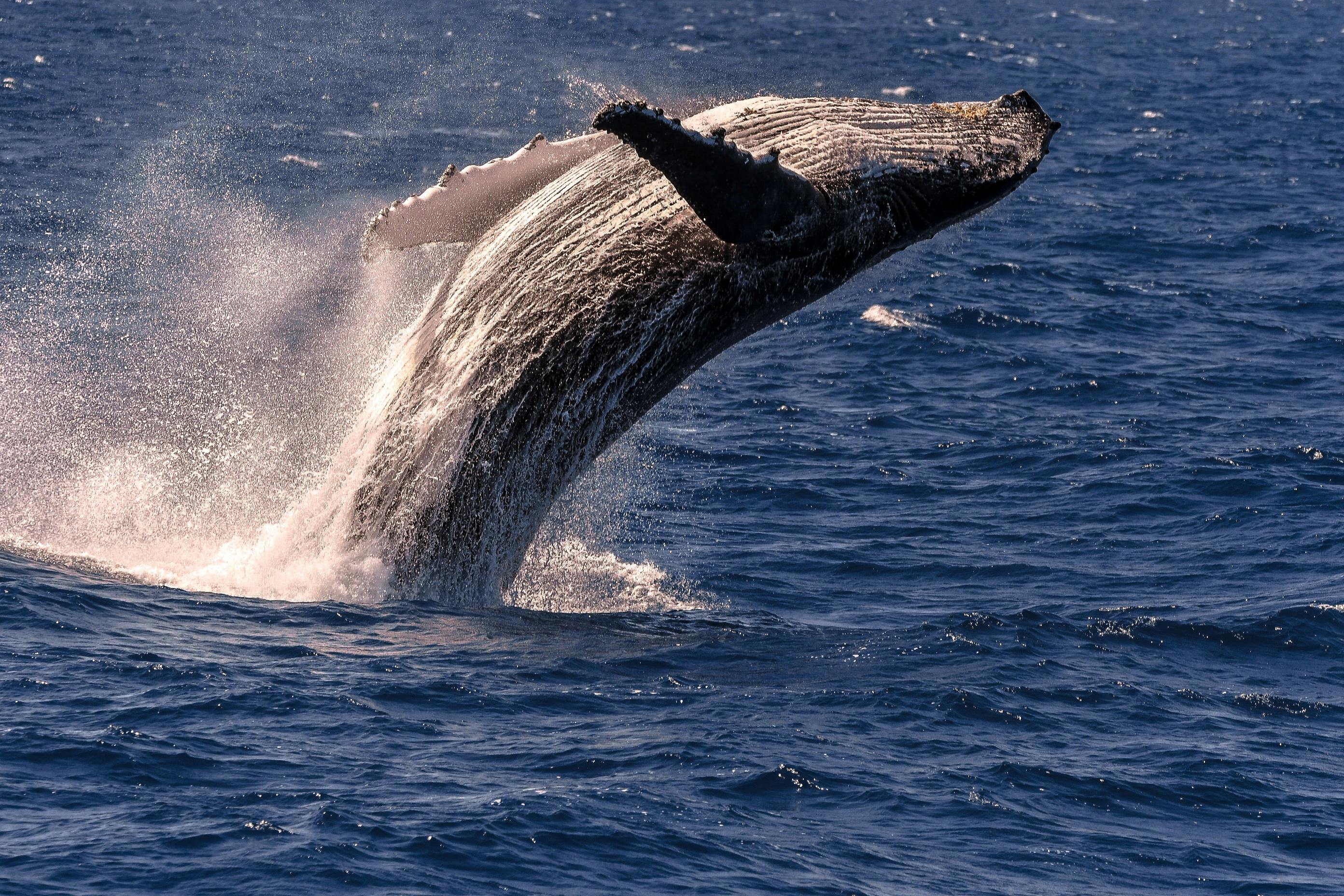 Whale Watching Tours Cairns