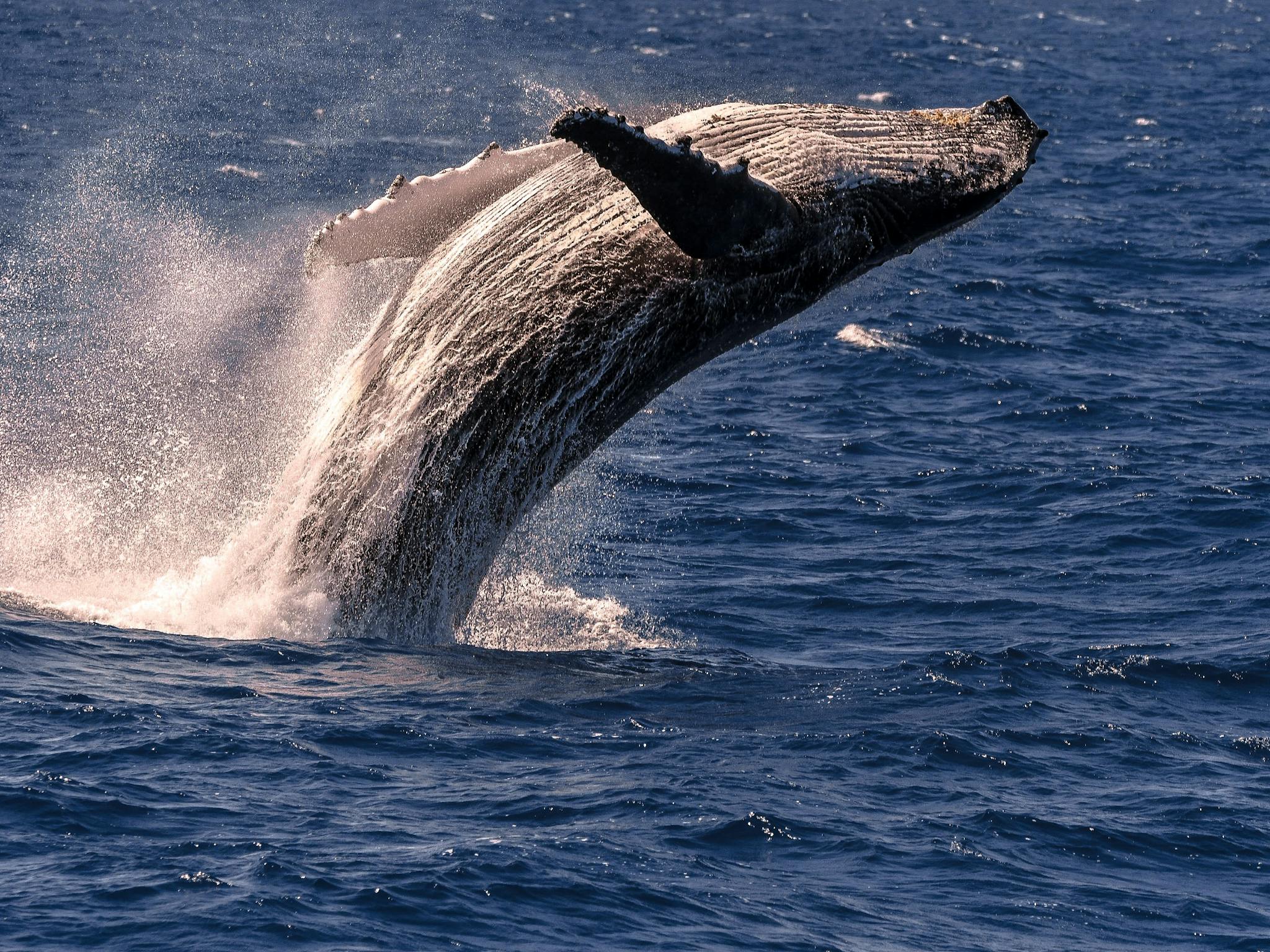 Cairns Whale Watching Tours Cairns Whale Watching Tours