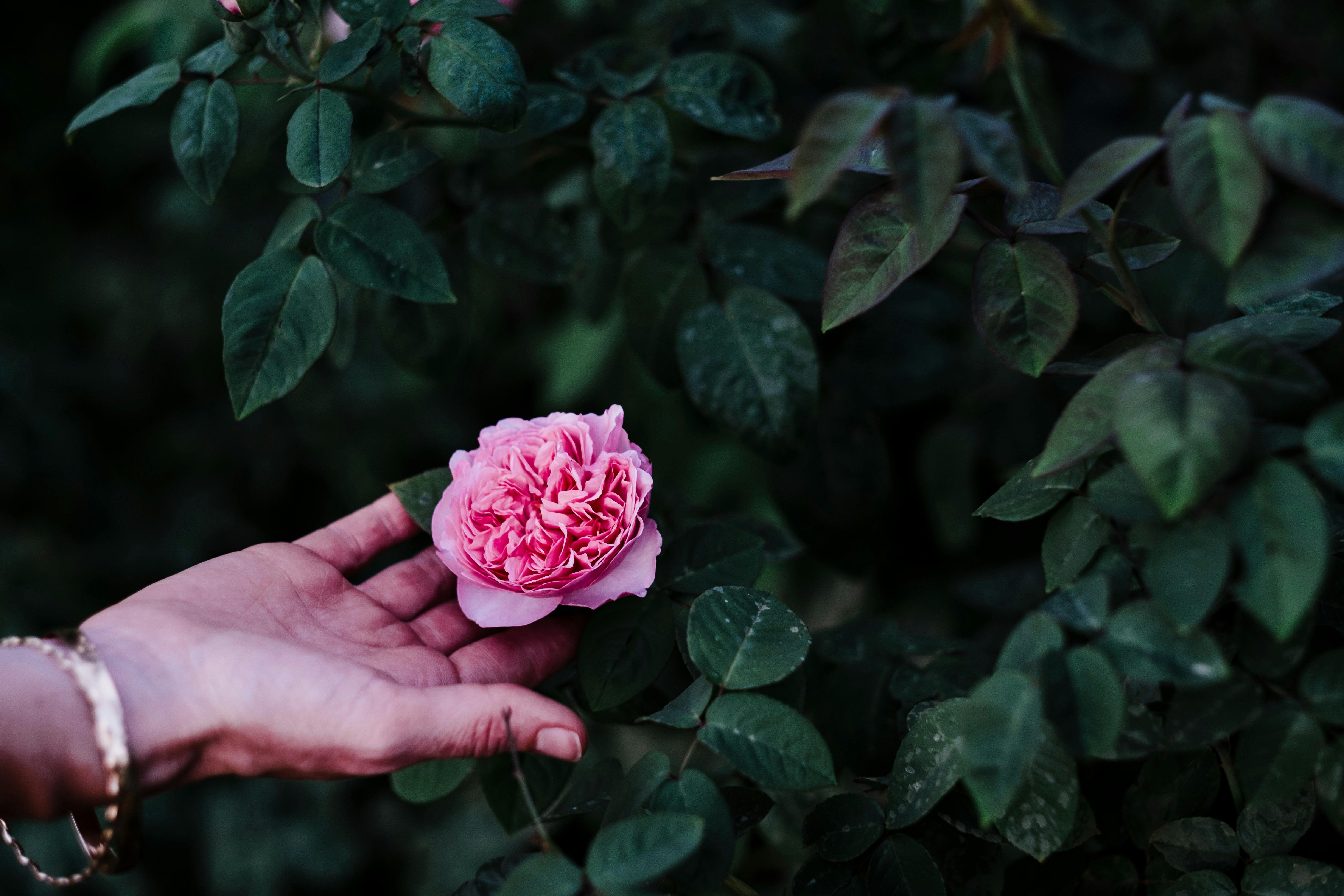 Heritage Rose